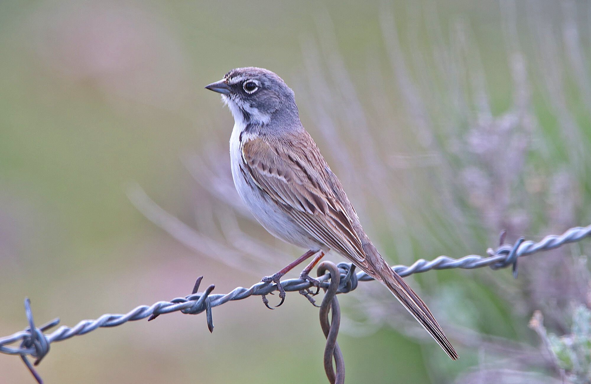 Sagebrush Sparrow | Utah Day Trip