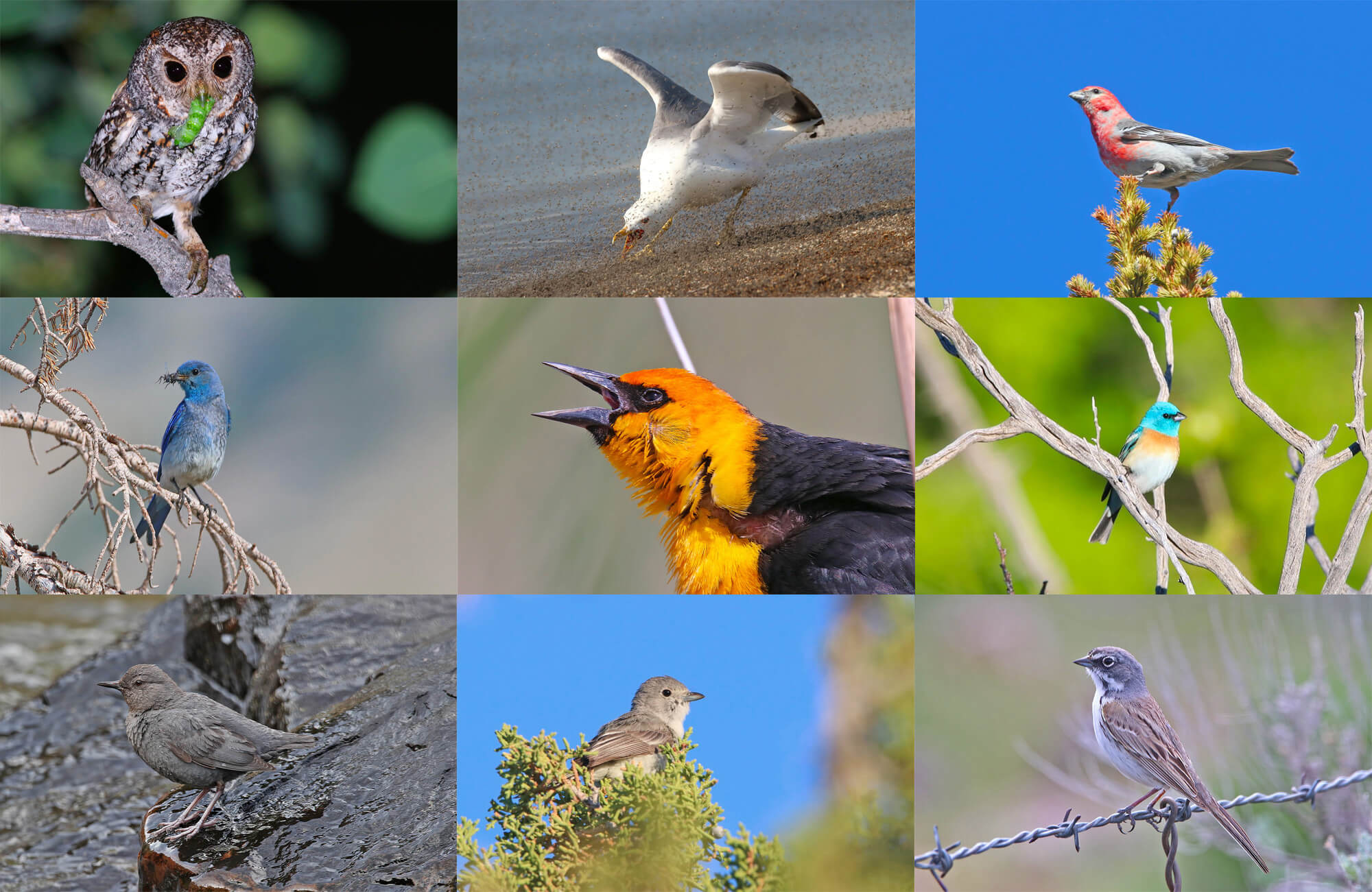 Best Utah Birding Tour