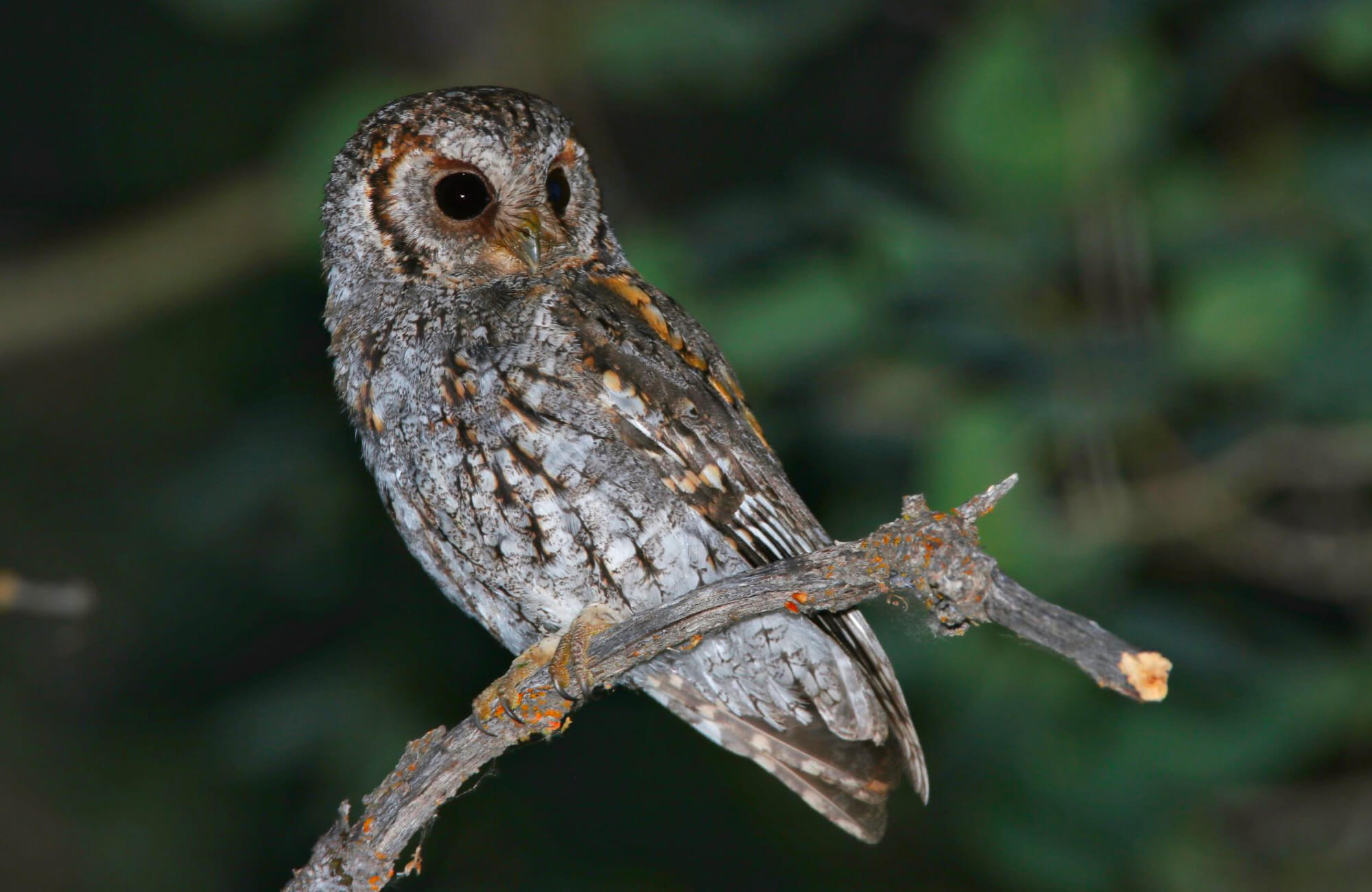 Flammulated Owl | Cassia Crossbills & More