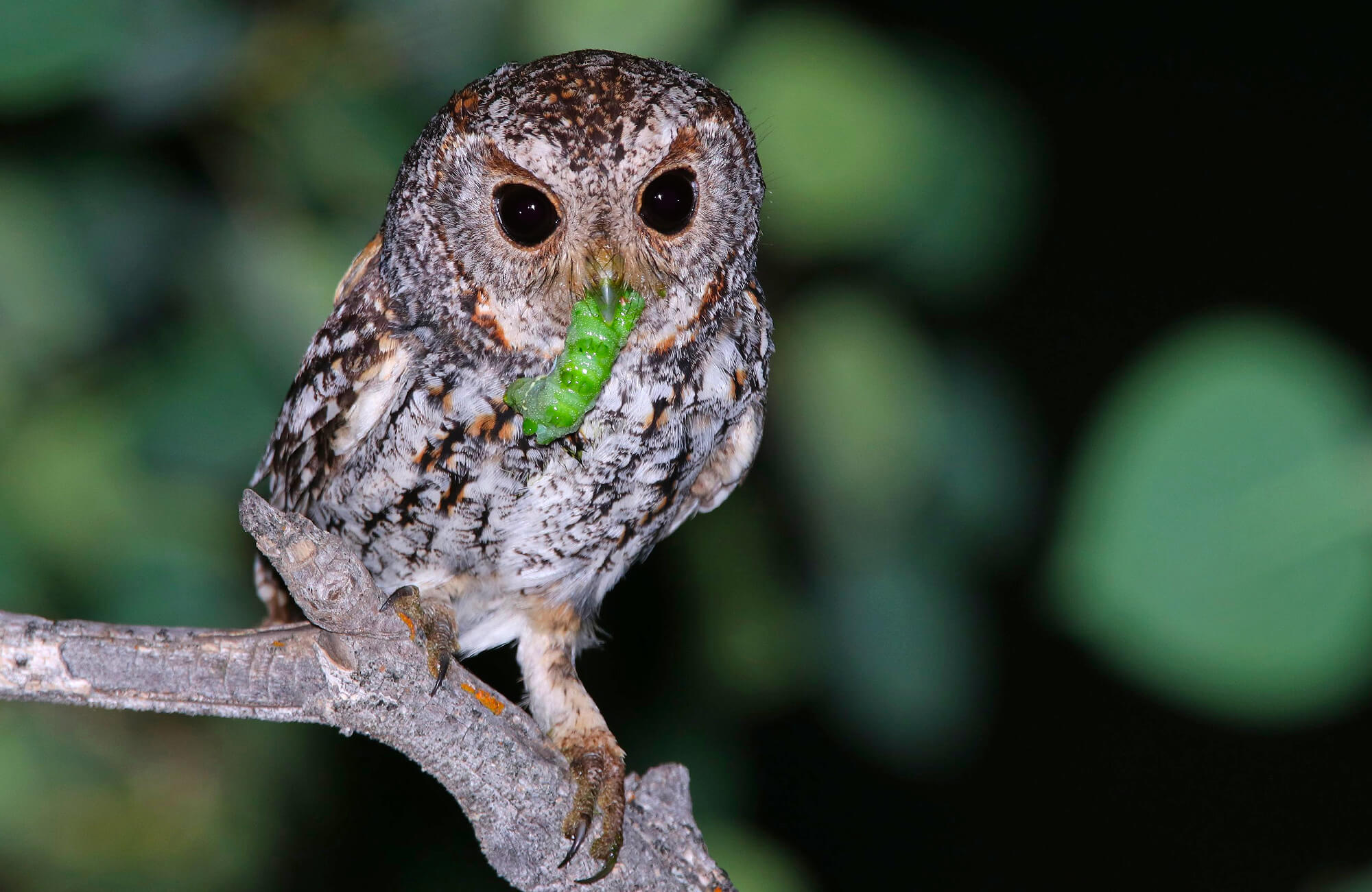Flammulated Owl | Flammulated Owling