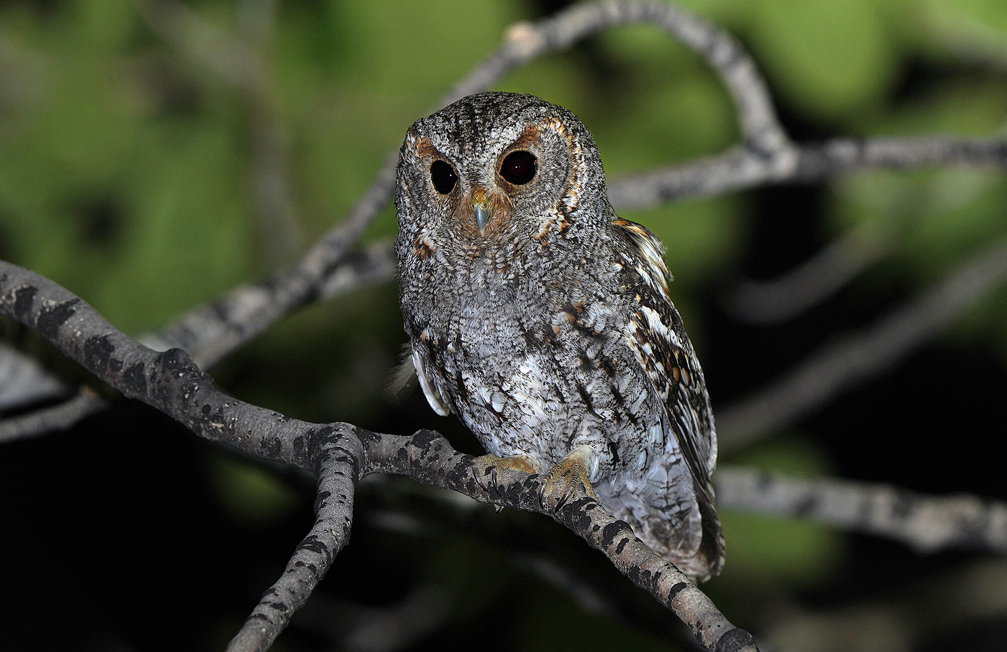 Flammulated Owl Tour