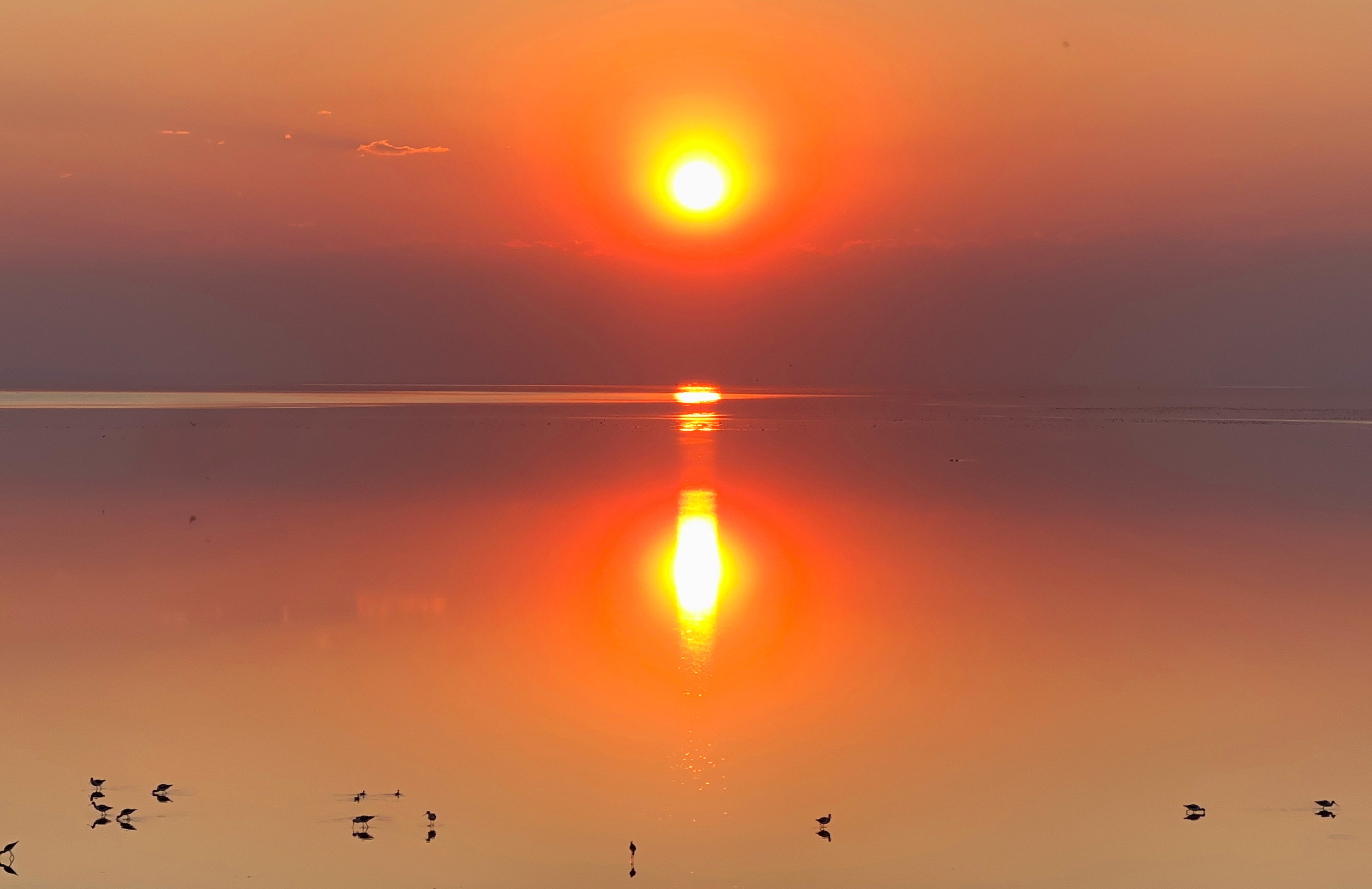 Great Salt Lake Birding Tour