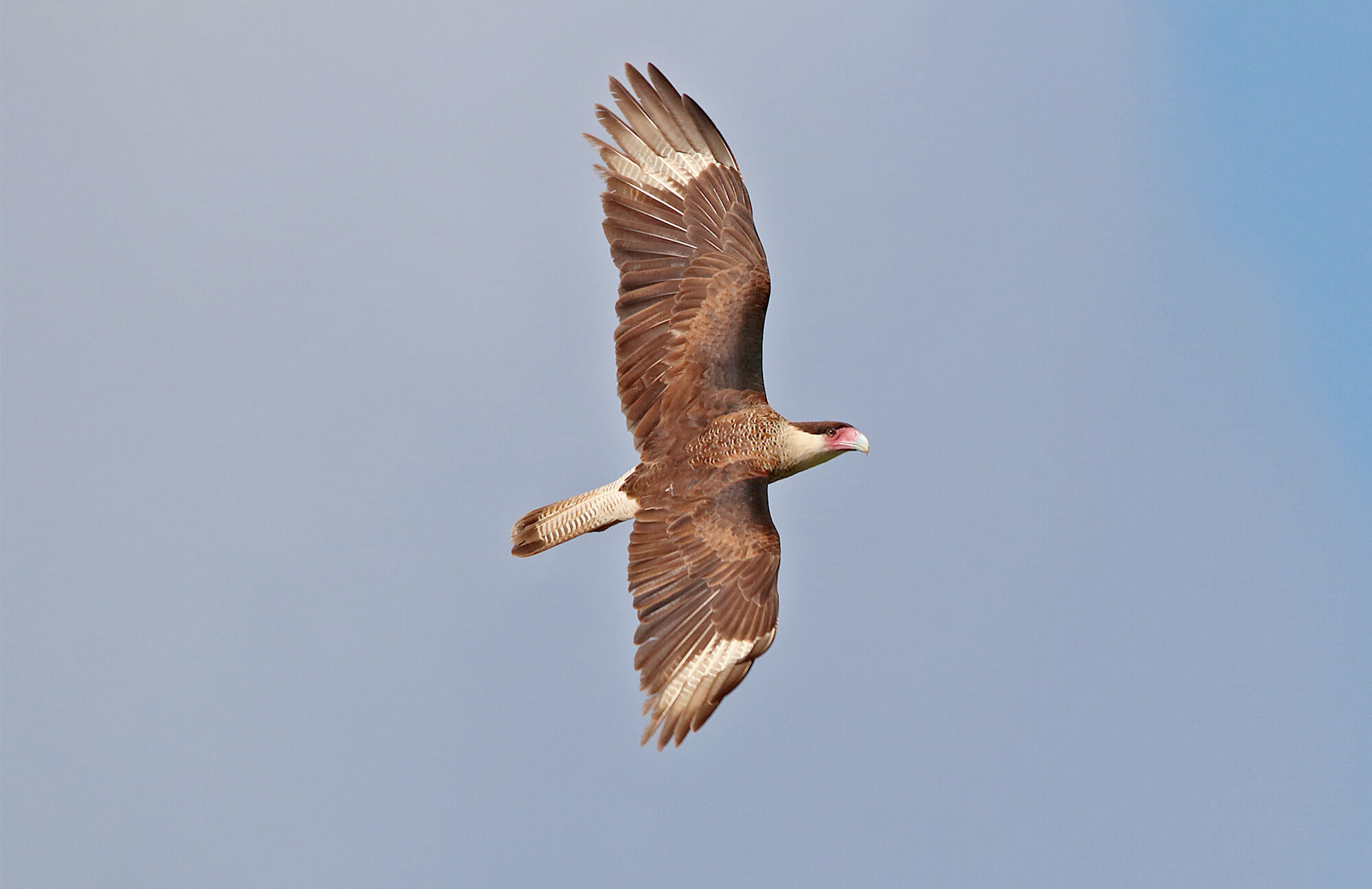 Crested Caracara | Baja Birding Tour