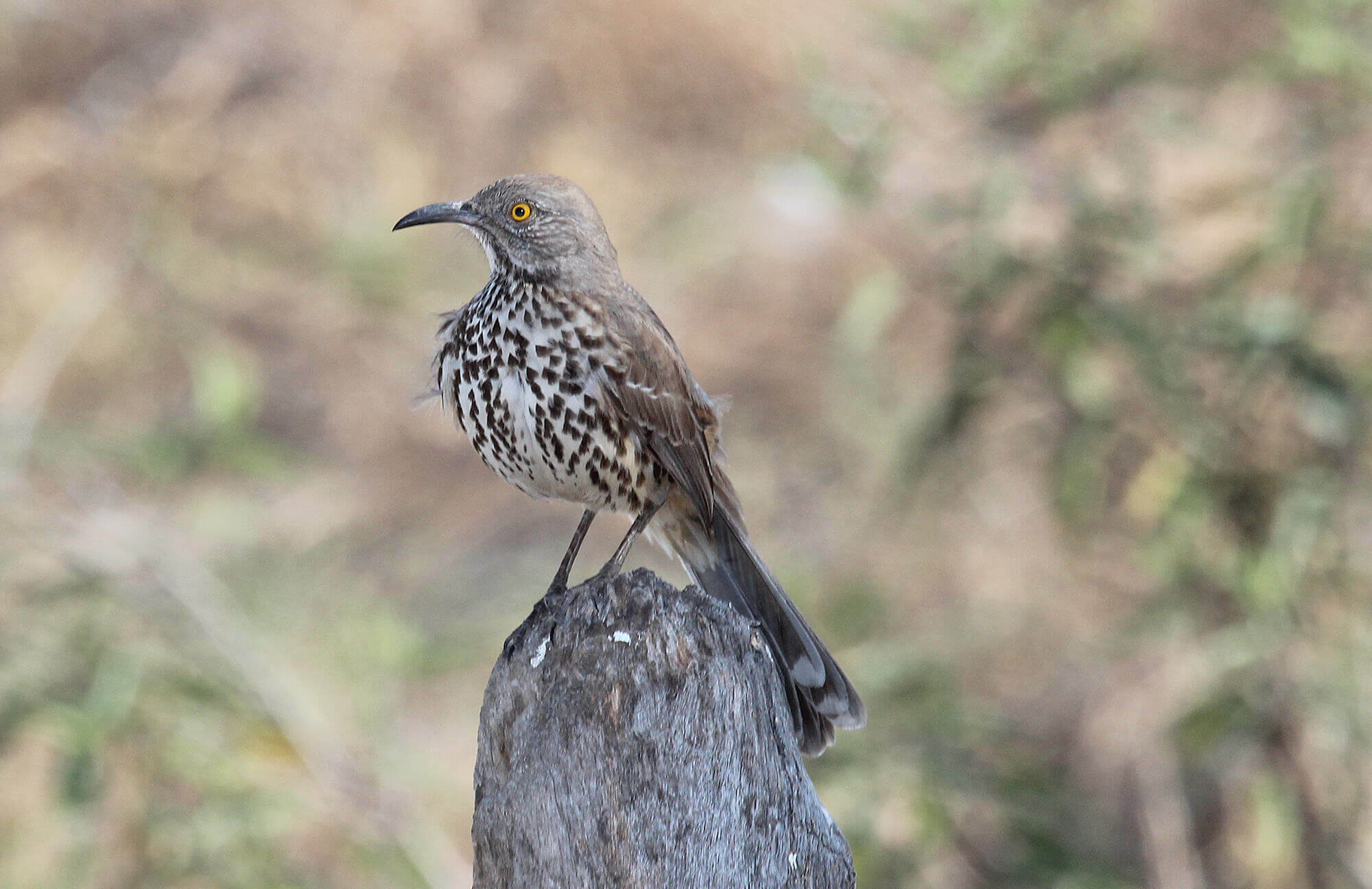 Gray Thrasher | Baja Birding Tour