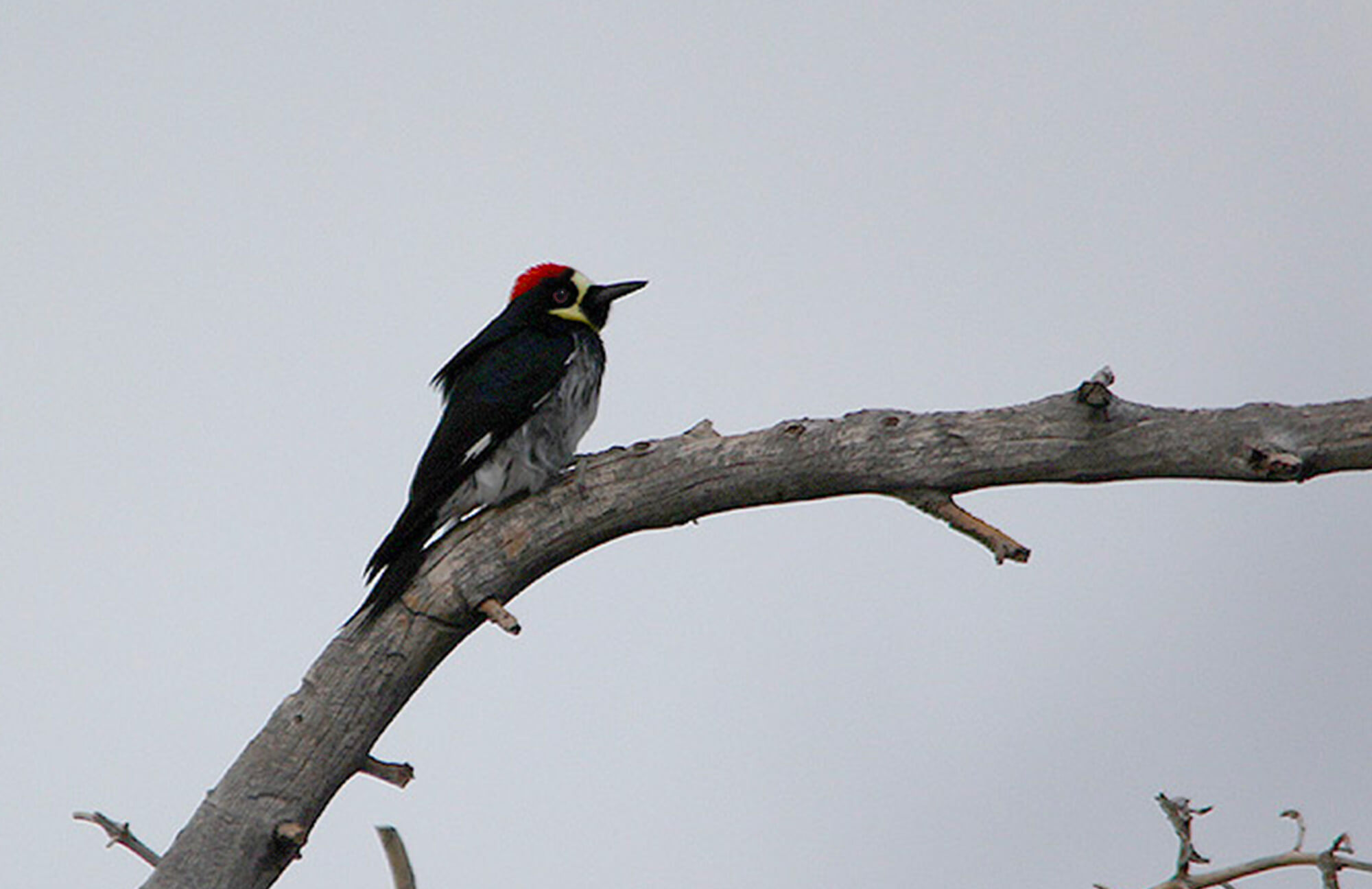 Narrow-fronted Acorn Woodpecker | Baja Birding Tour