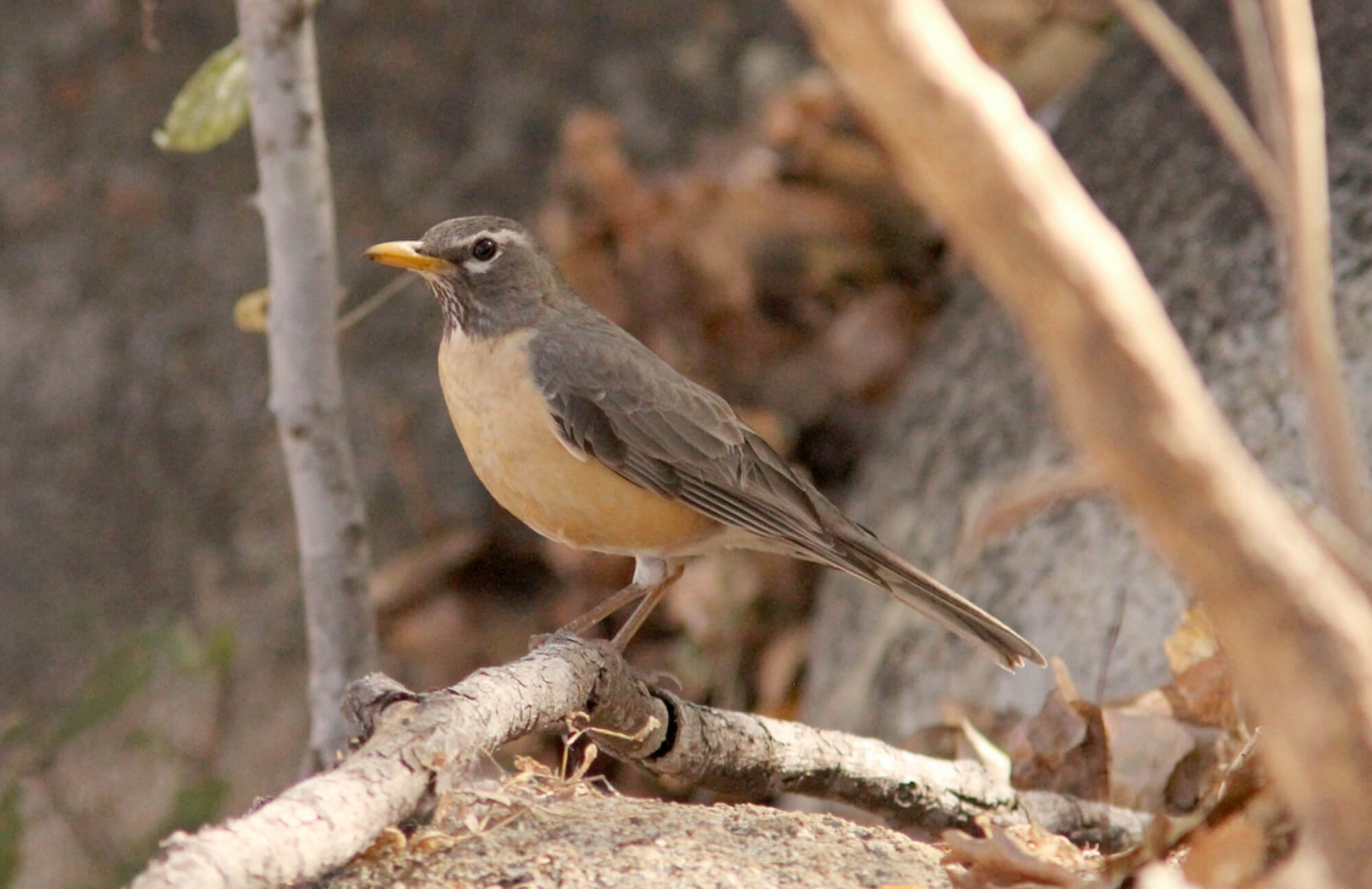 San Lucas American Robin | Baja Birding Tour