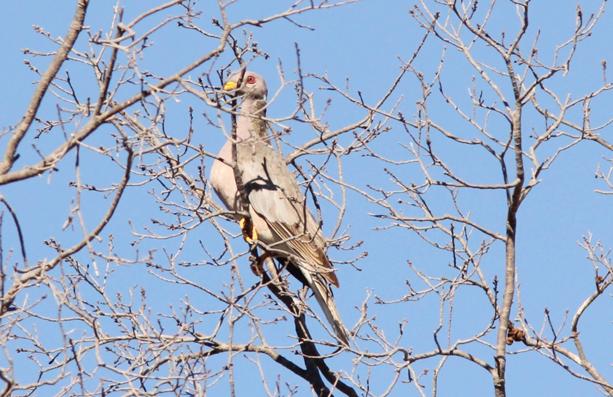 Viosca’s Band-tailed Pigeon | Baja Birding Tour