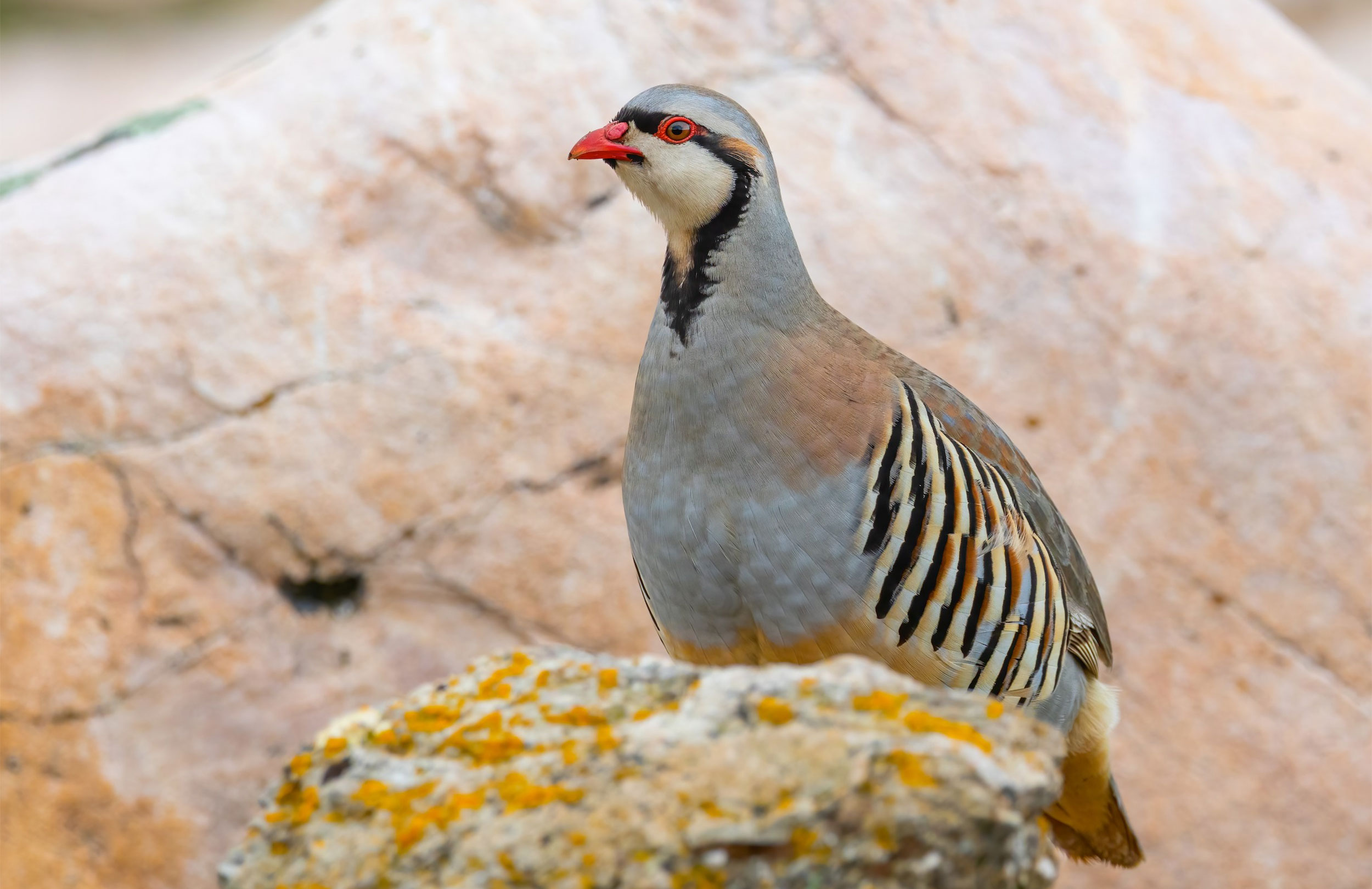 Great Salt Lake Birding Tour