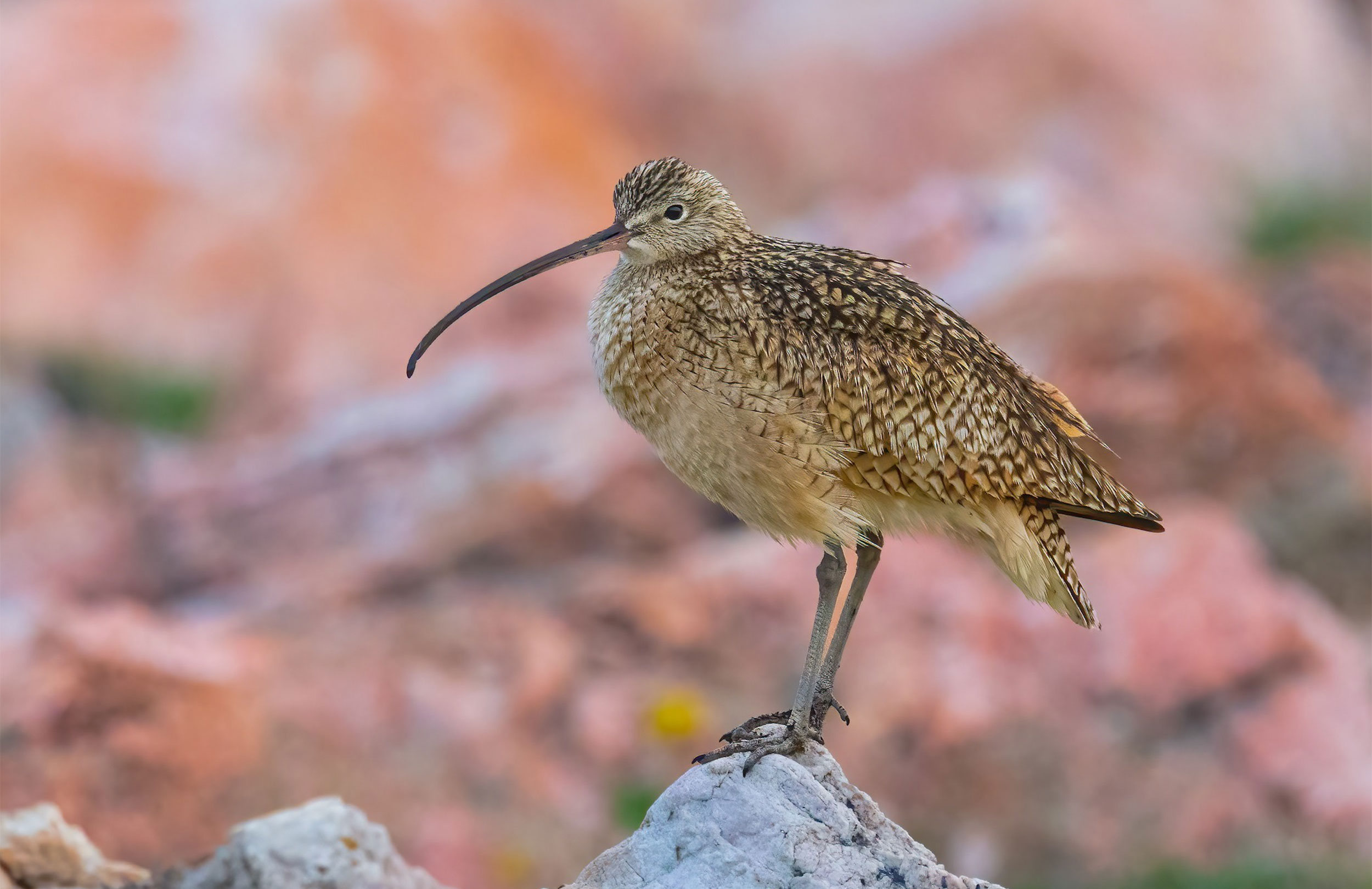 Great Salt Lake Birding Tour