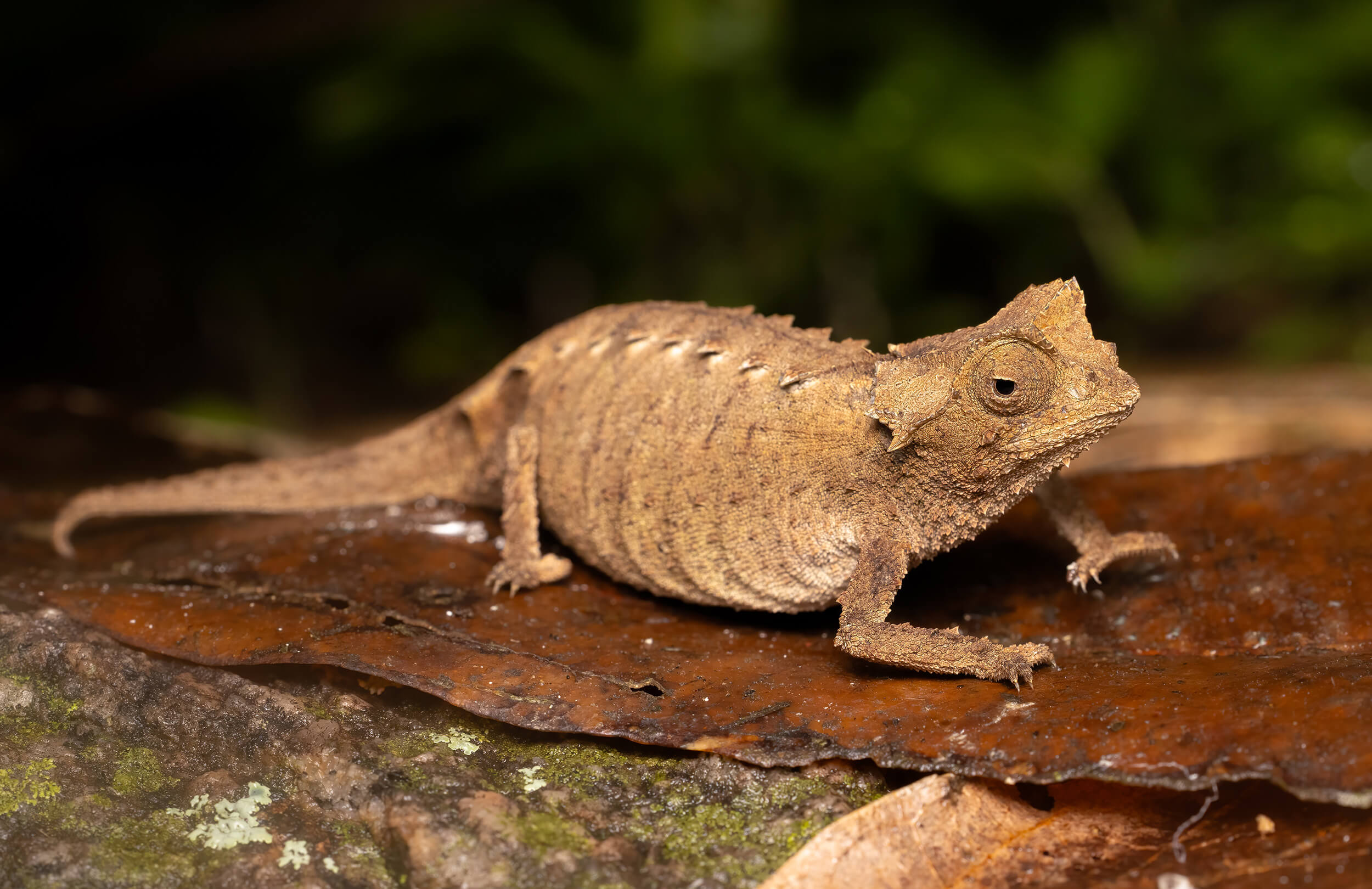 Anja Leaf Chameleon | Madagascar