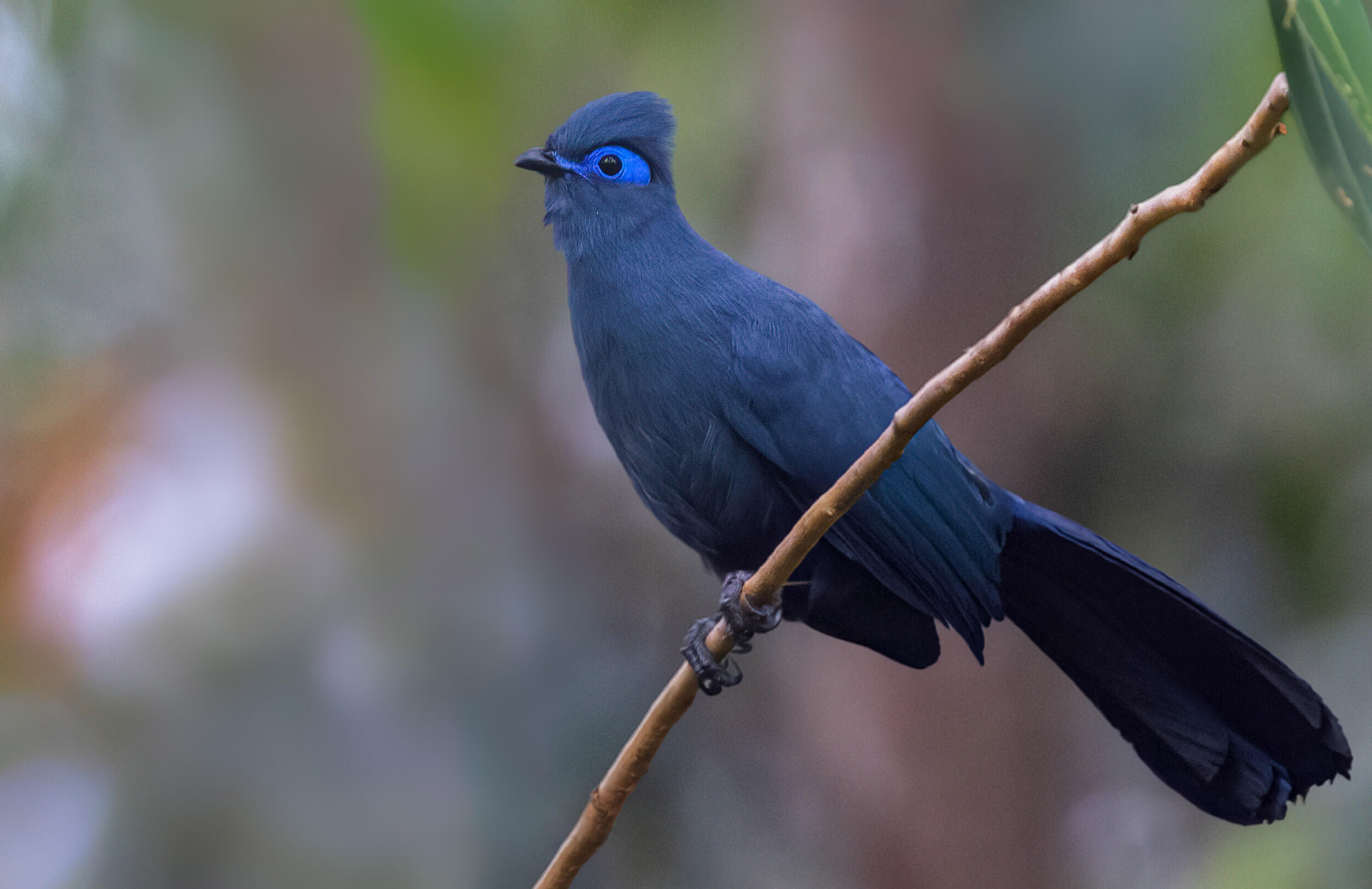 Madagascar Birding Tour