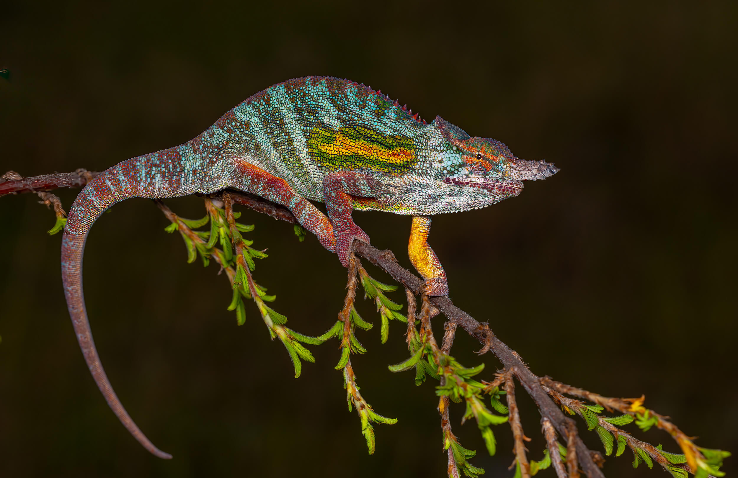 Furcifer minor | Madagascar