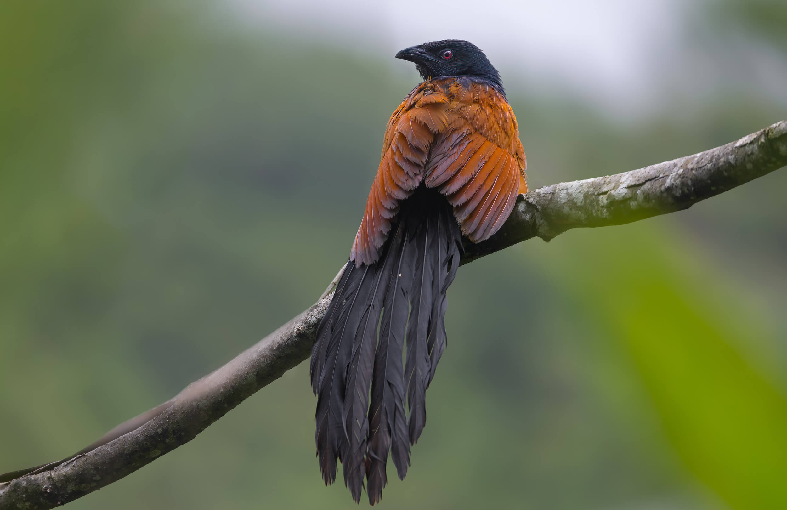 Madagascar Birding Tour