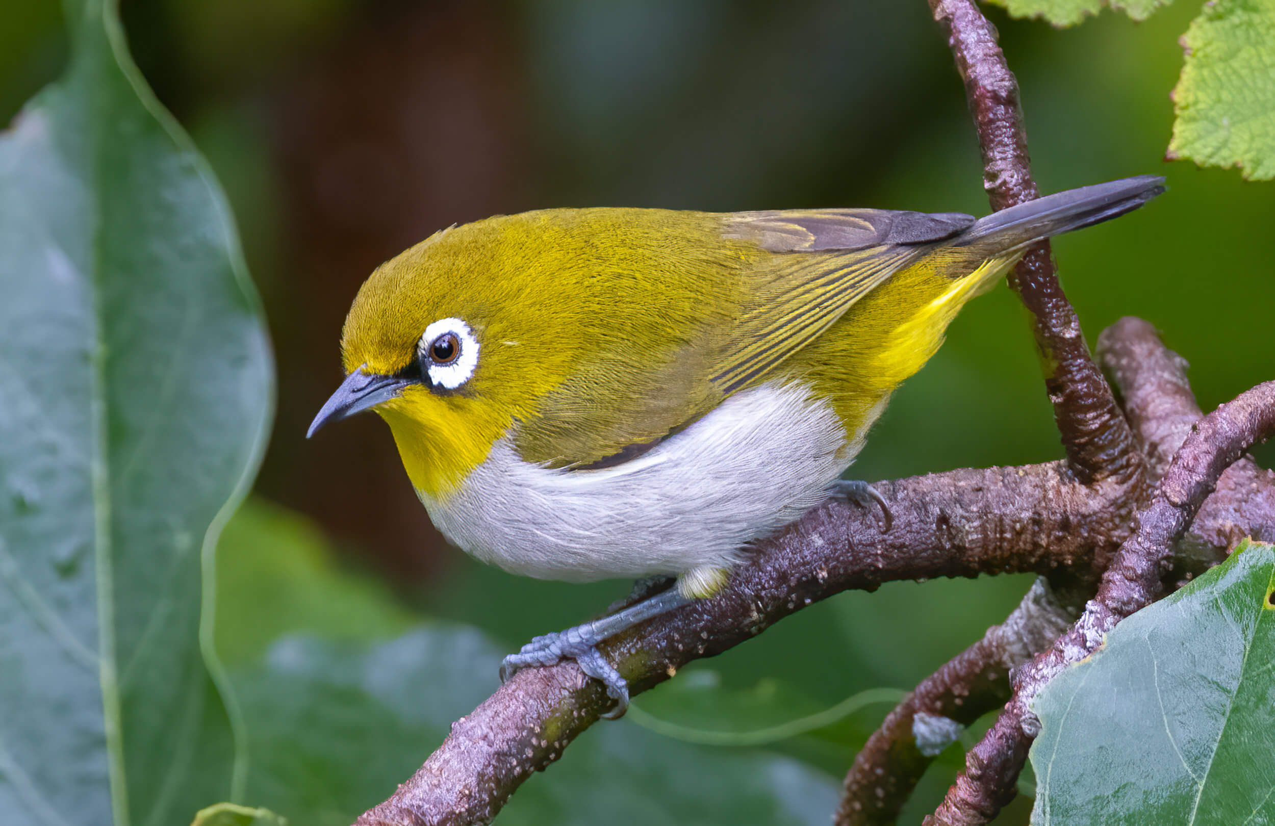 Madagascar Birding Tour