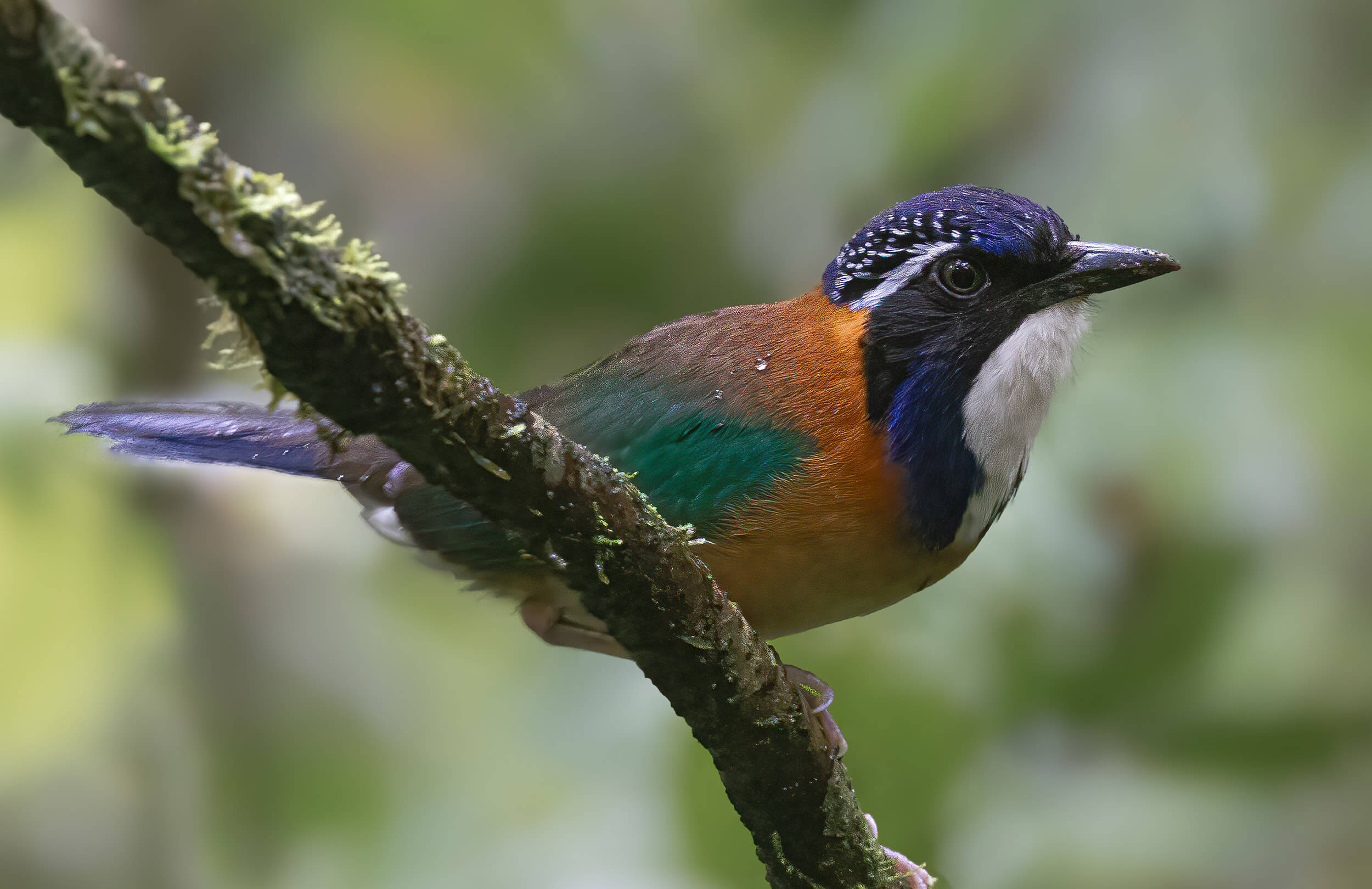 Madagascar Birding Tour
