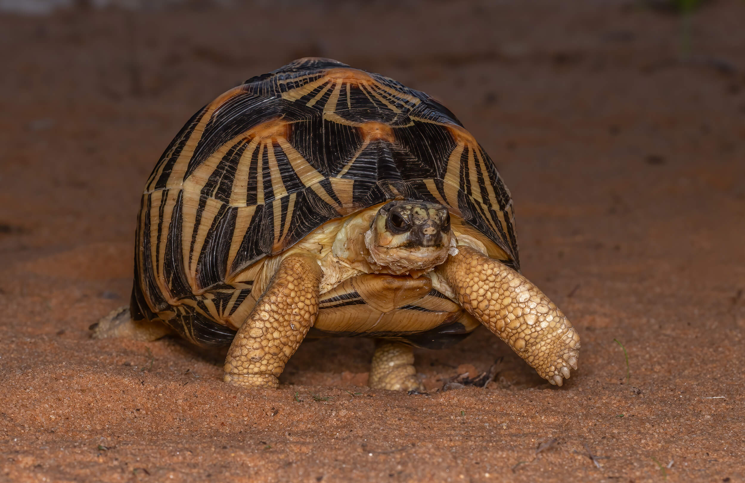 Radiated Tortoise | Madagascar