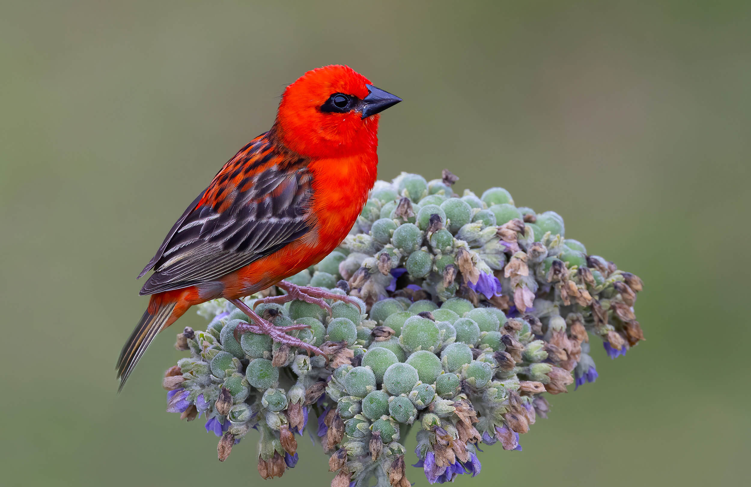 Madagascar Birding Tour