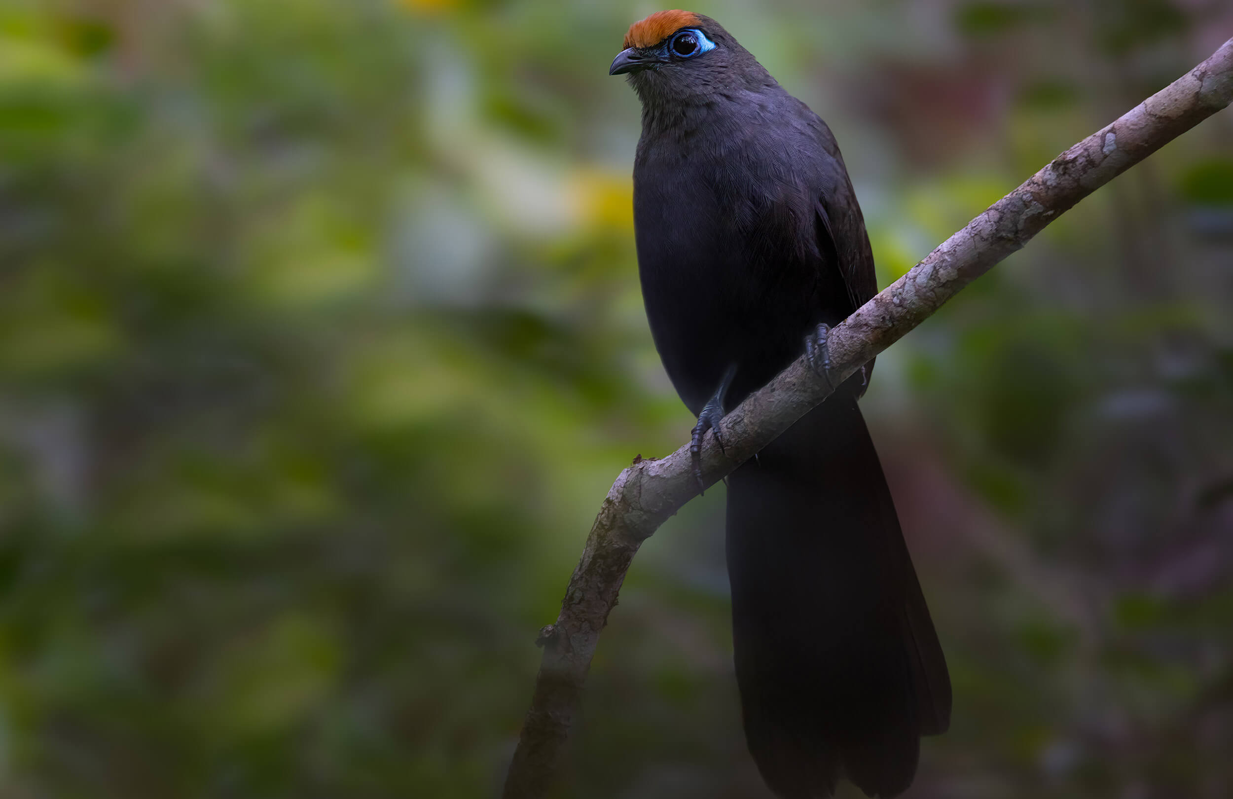 Madagascar Birding Tour