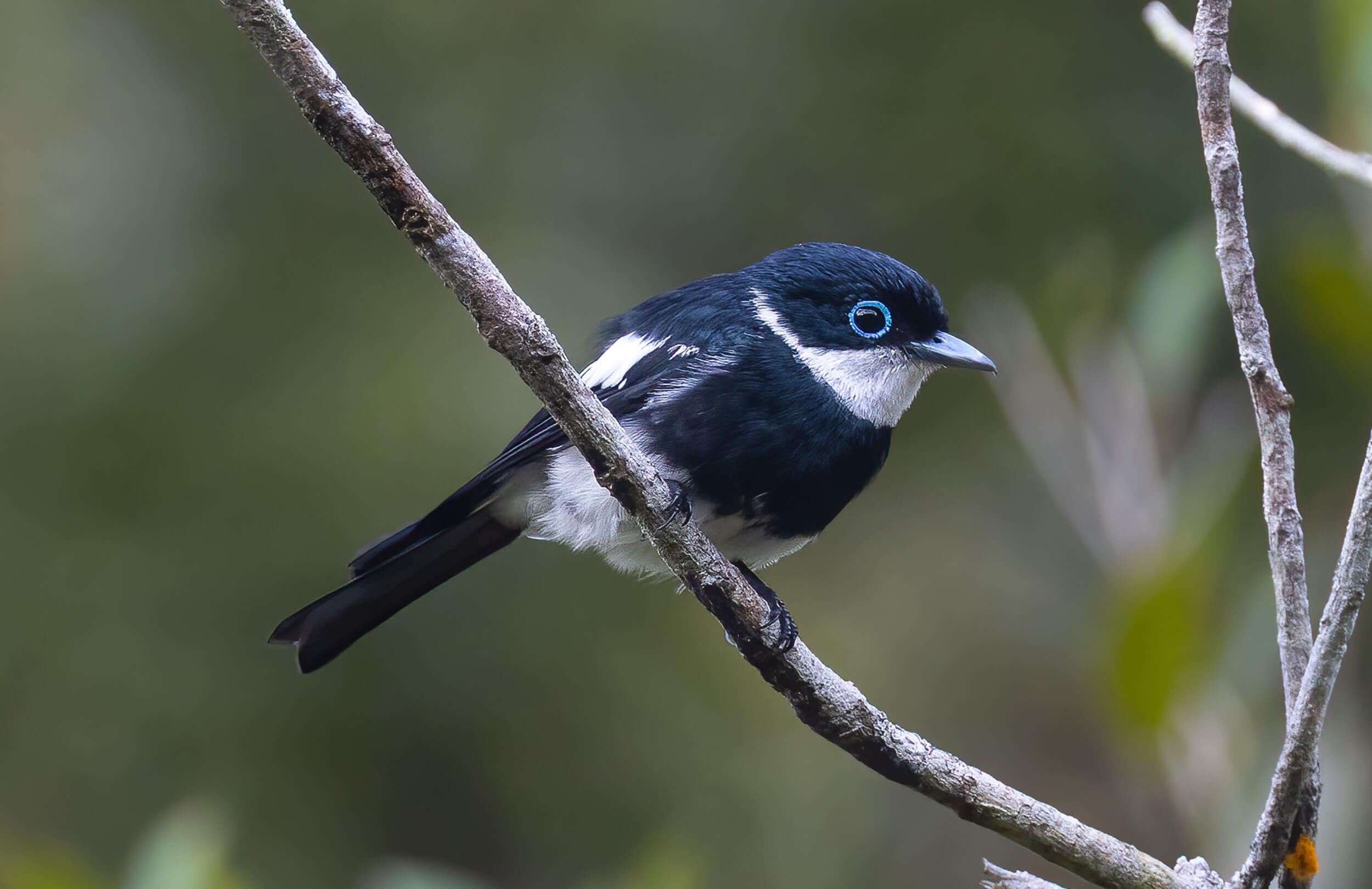 Madagascar Birding Tour