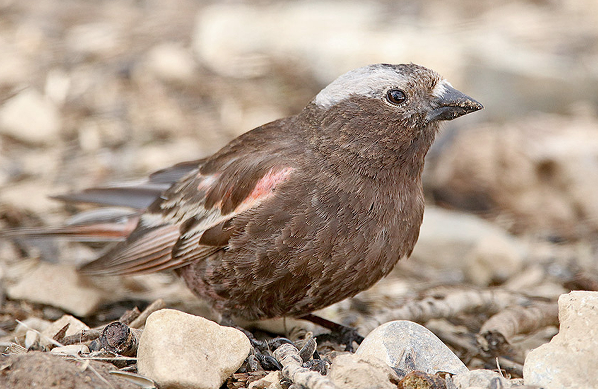 Black Rosy-Finch