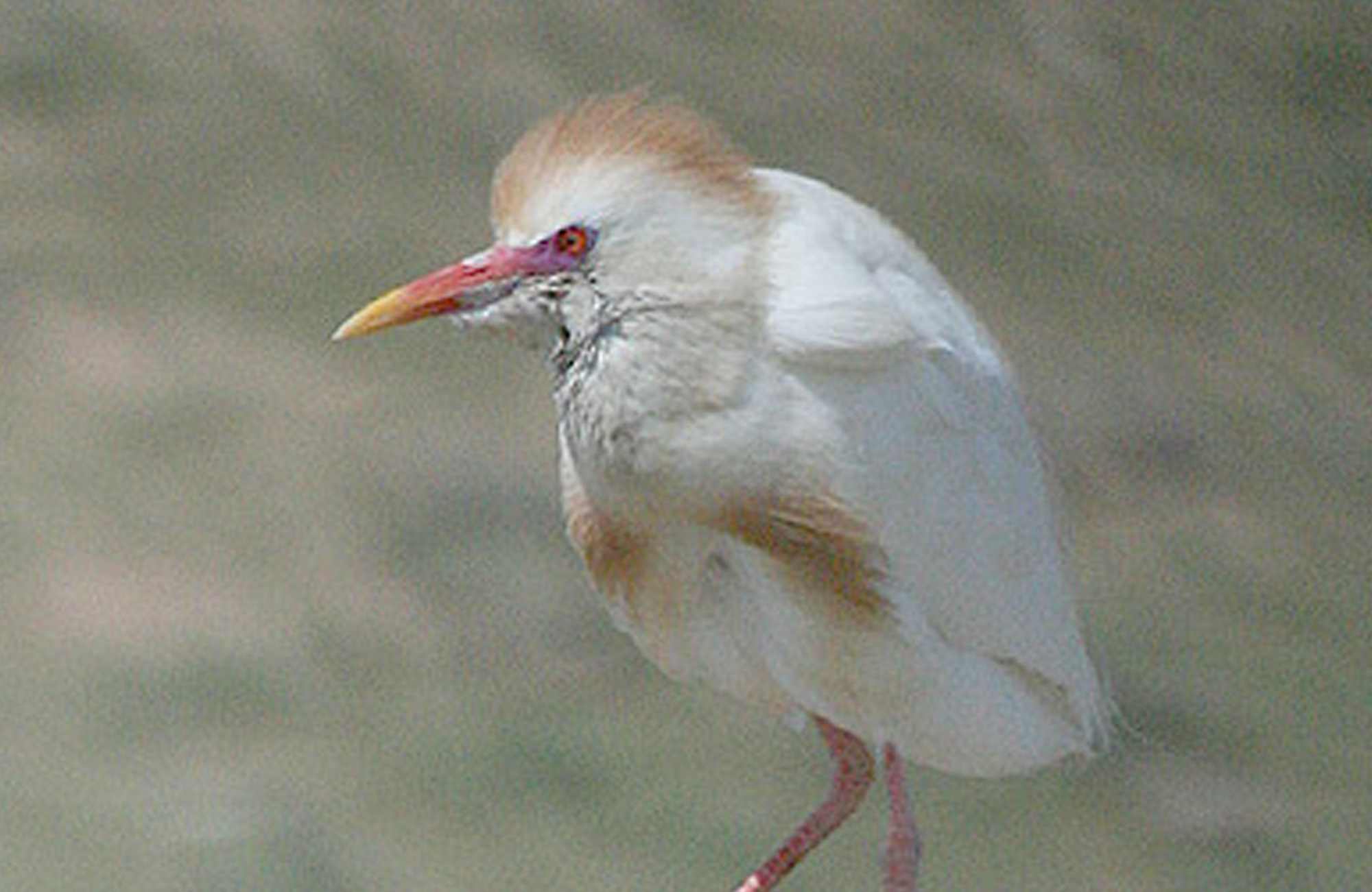 Cattle Egret