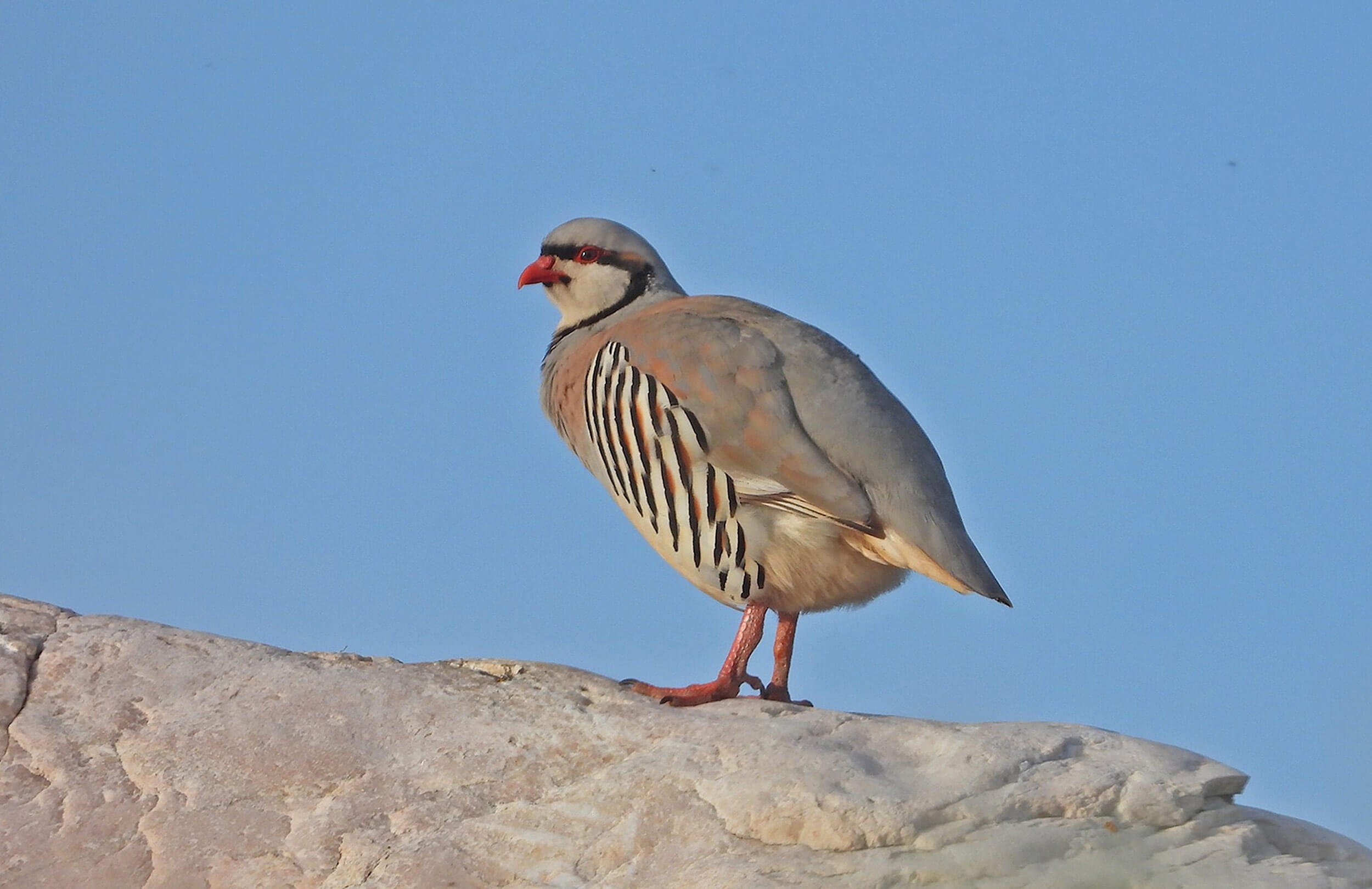 Chukar by Corey Jensen