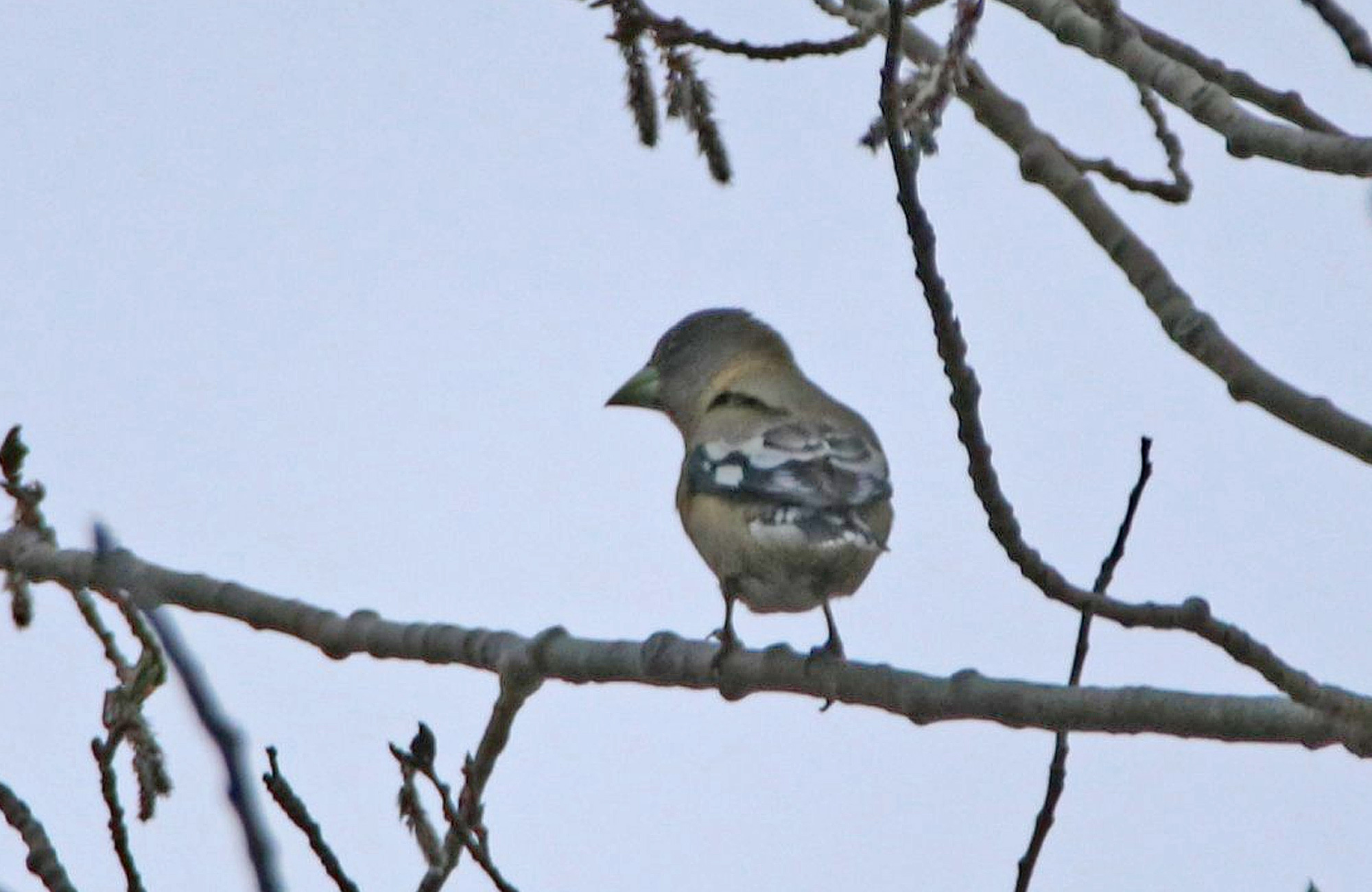 Evening Grosbeak