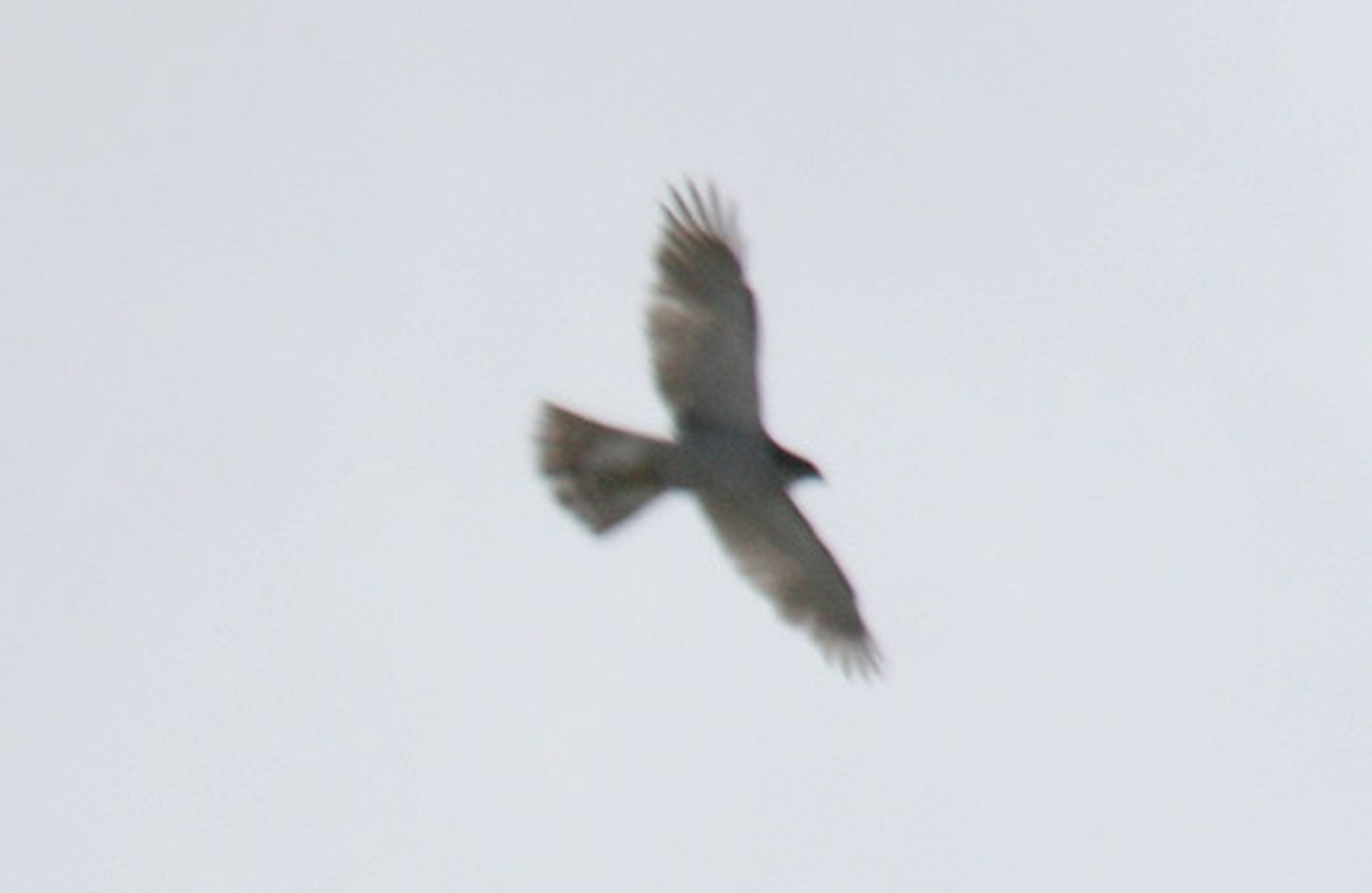 Northern Goshawk