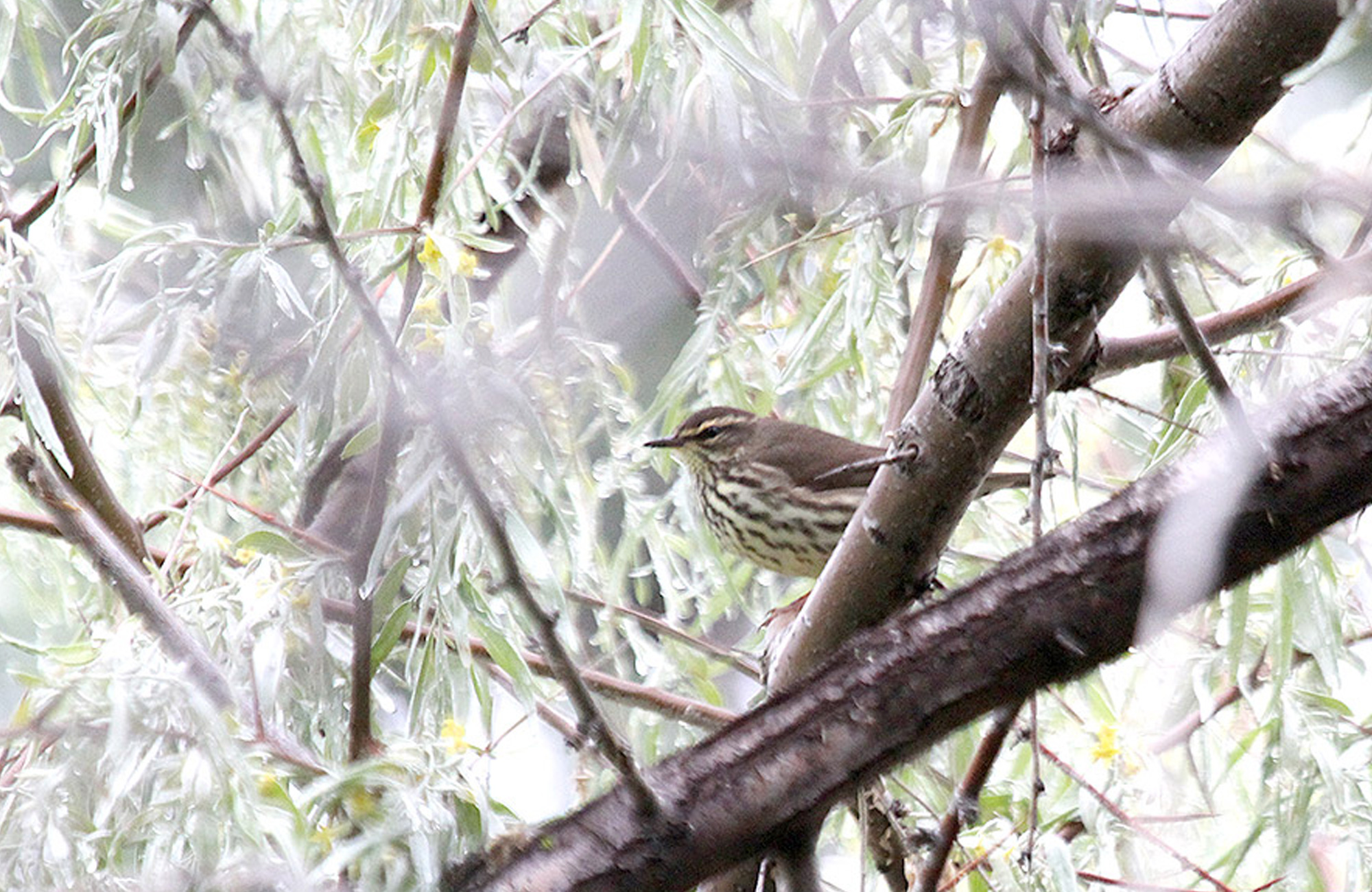 Northern Waterthrush