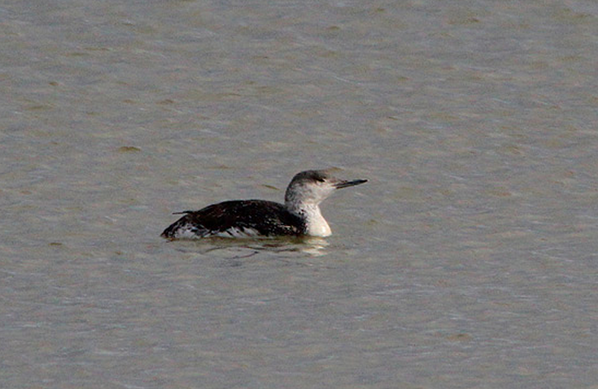 Red-throated Loon