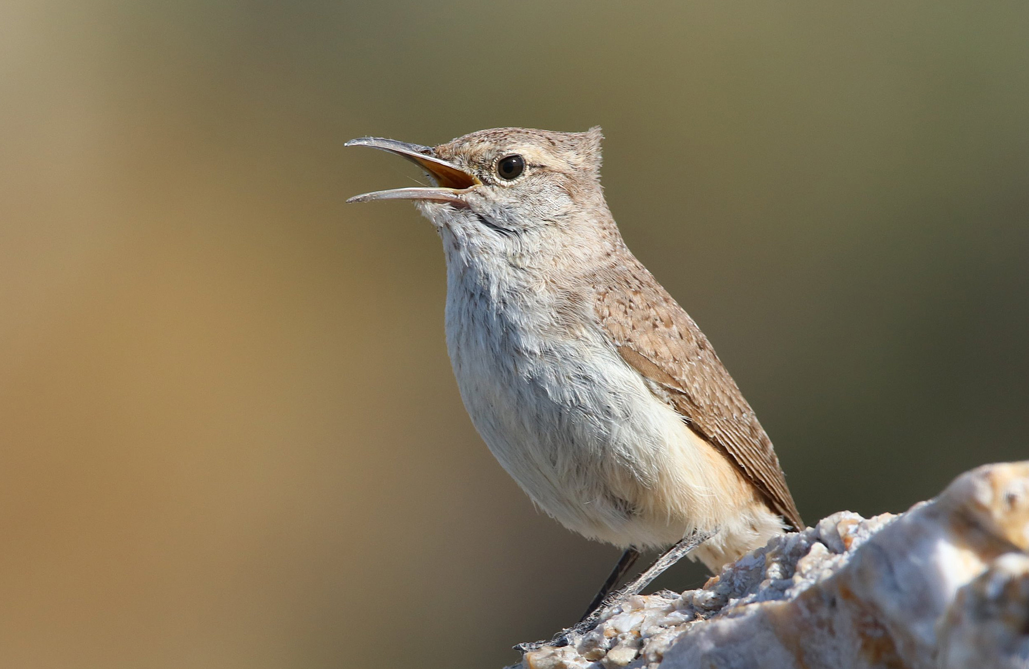 Rock Wren