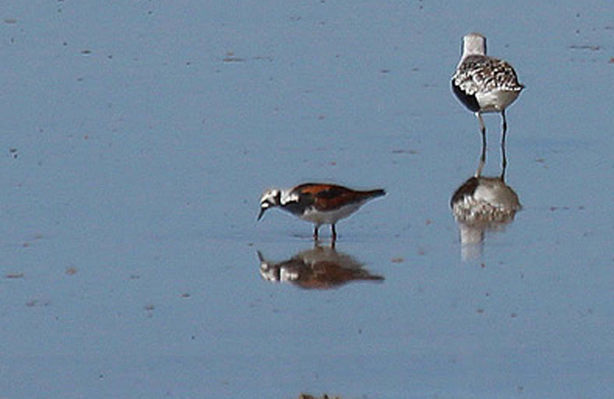 Ruddy Turnstone