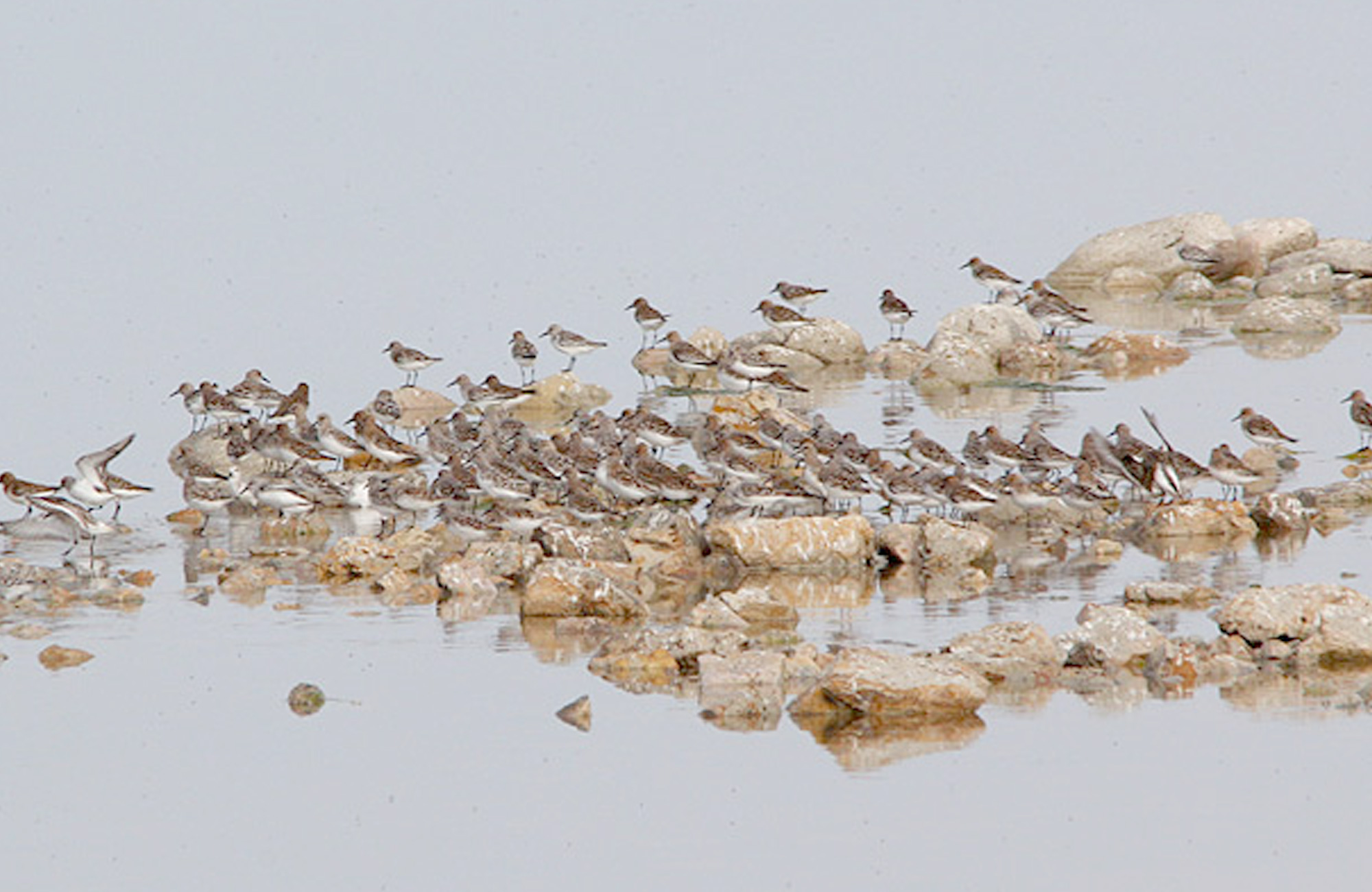 Sanderling