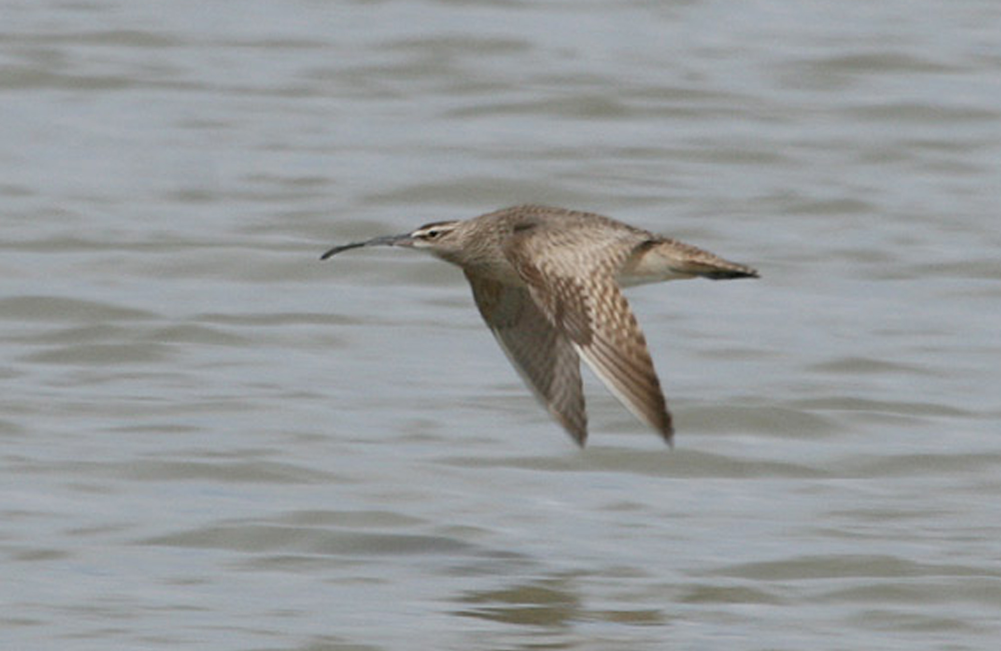 Whimbrel