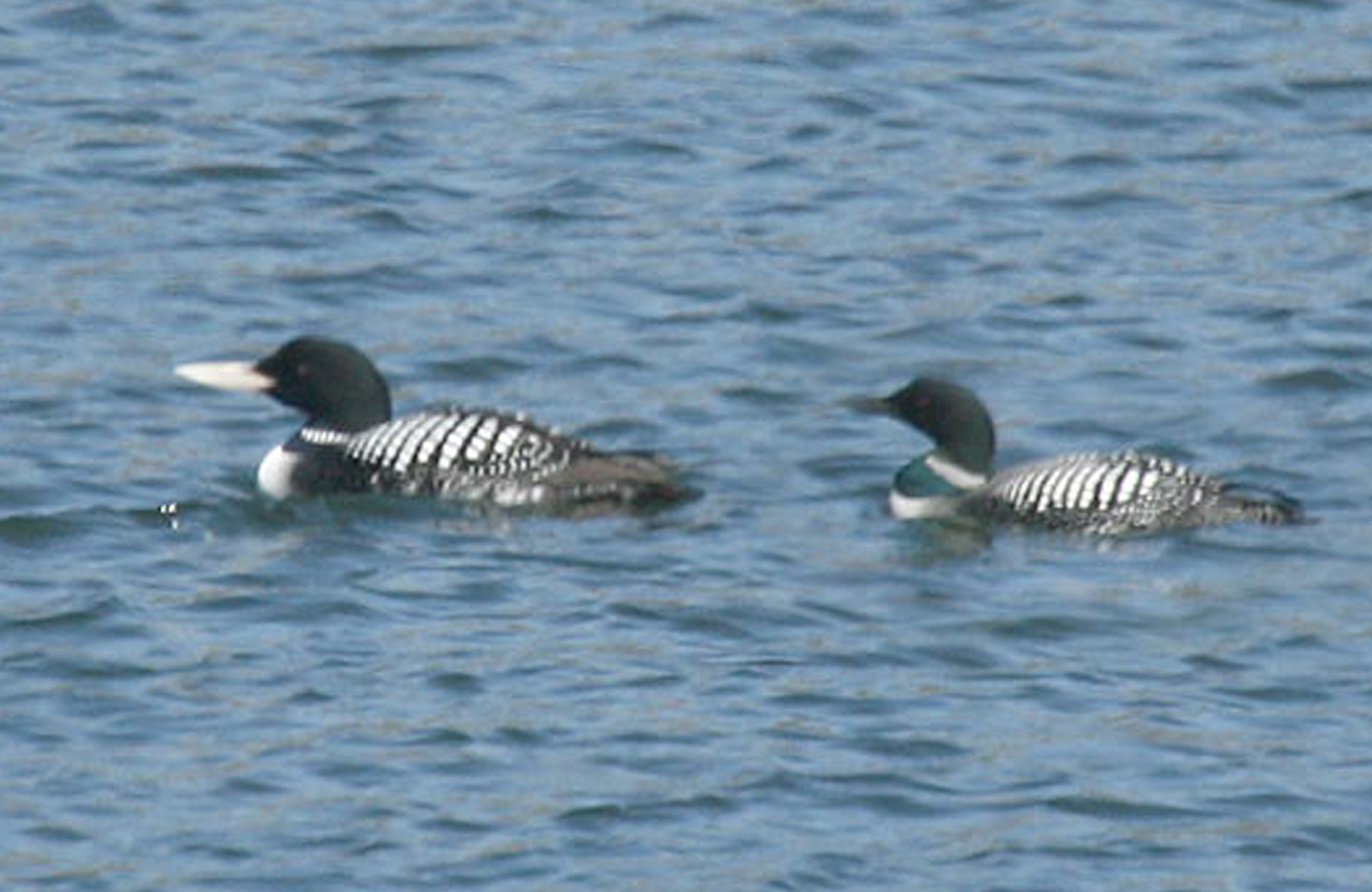 Yellow-billed Loon