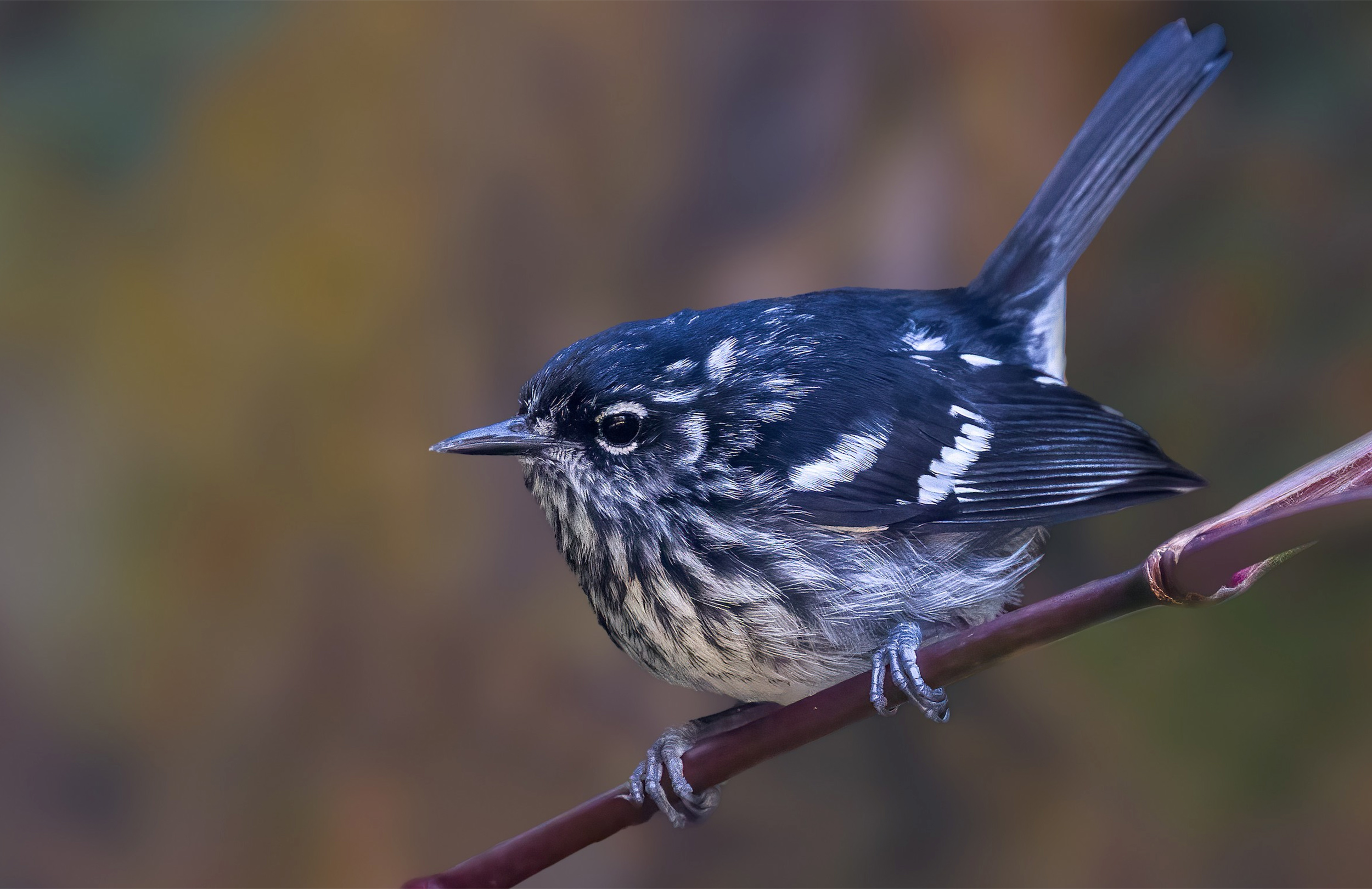 Elfin-woods Warbler
