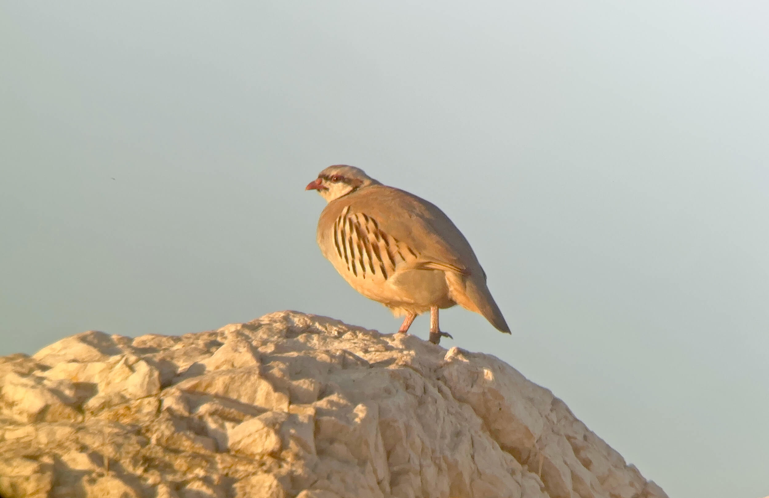 Great Salt Lake Birding Tour