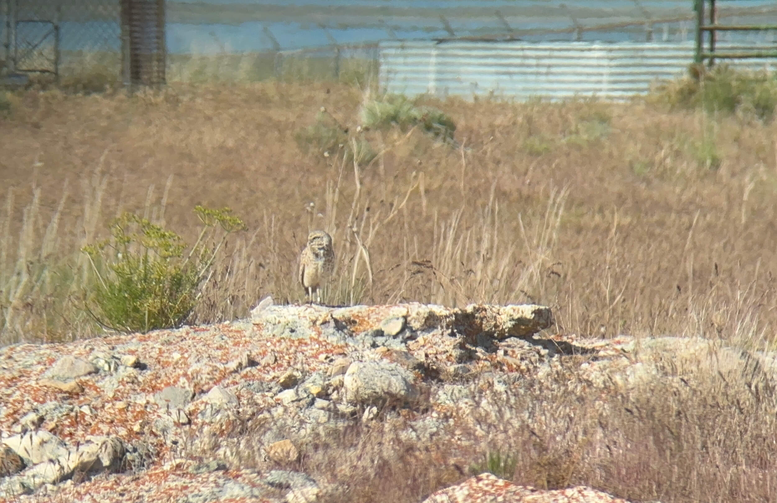 Great Salt Lake Birding Tour
