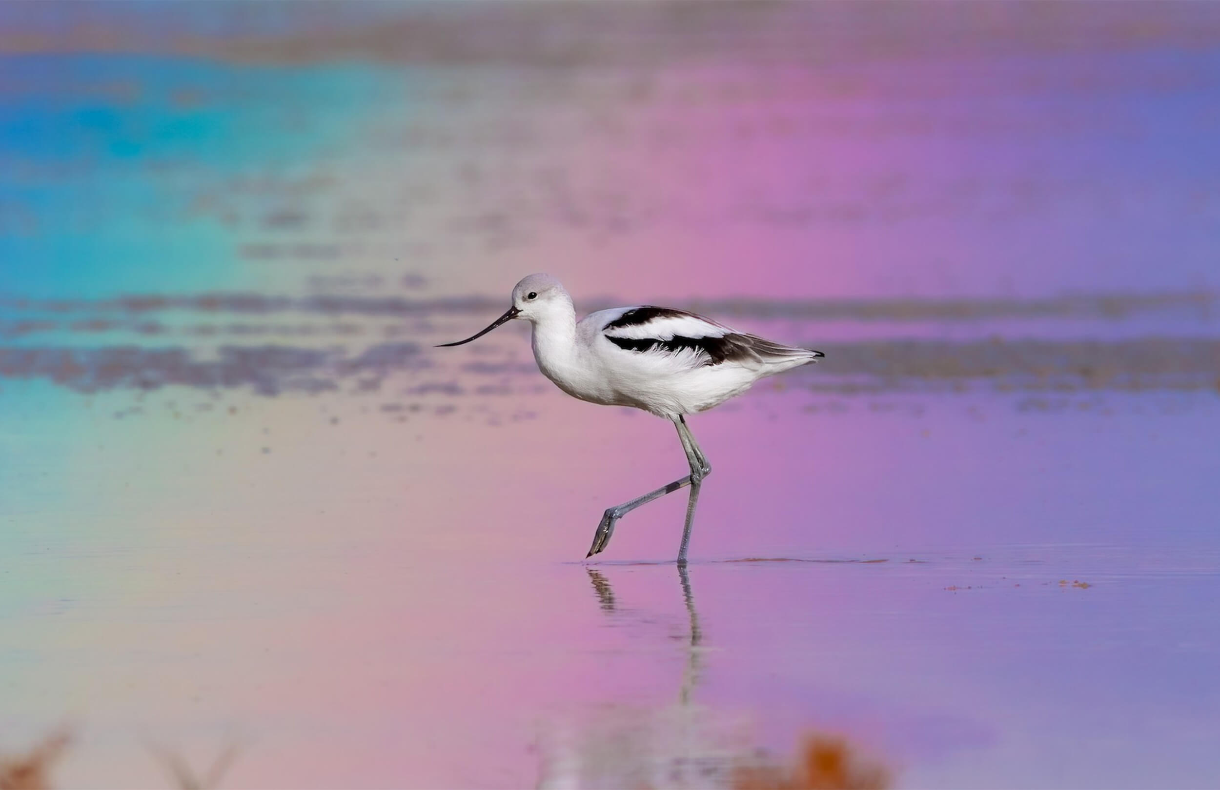 Great Salt Lake Birding Tour