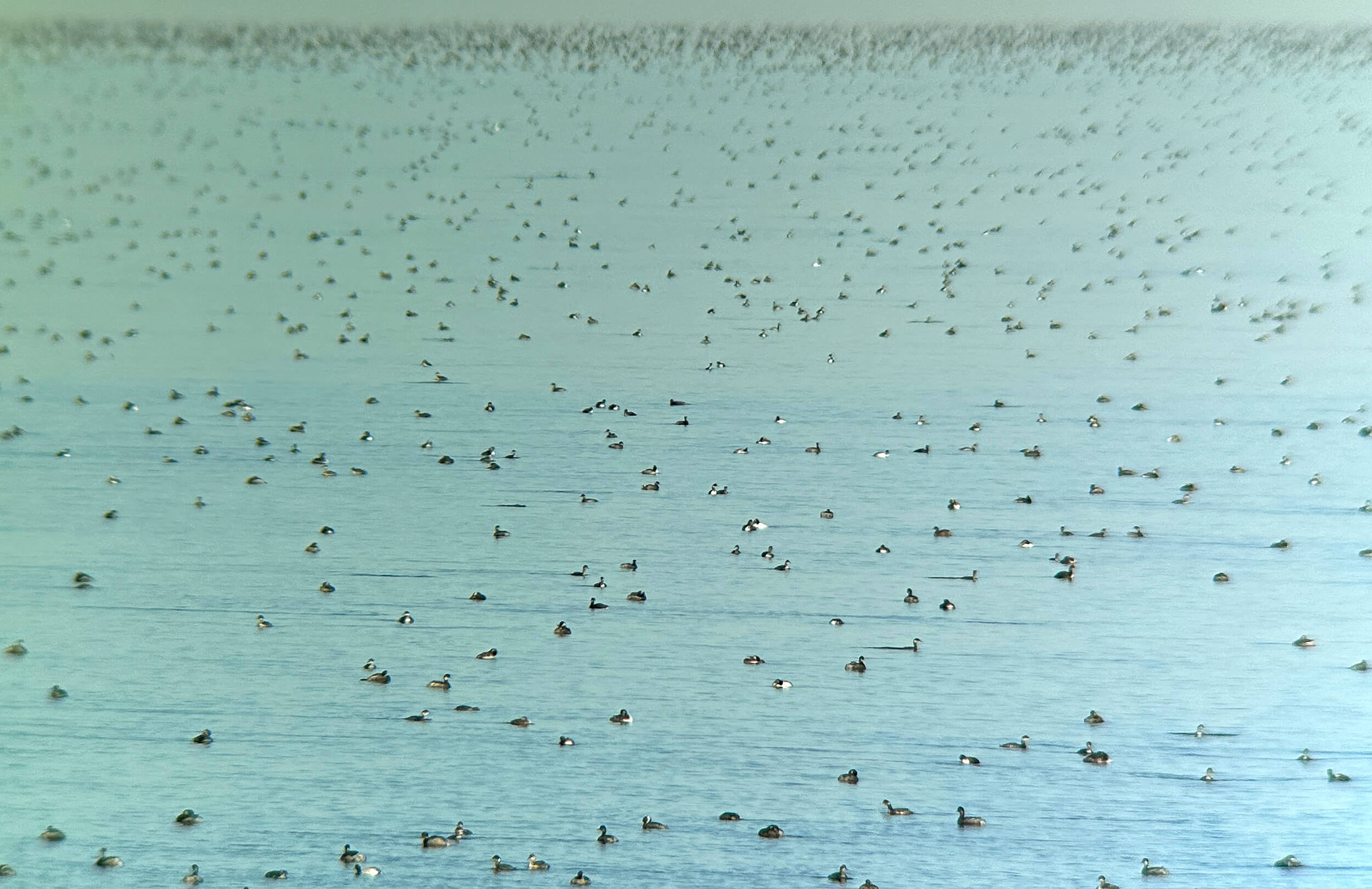 Great Salt Lake Birding Tour