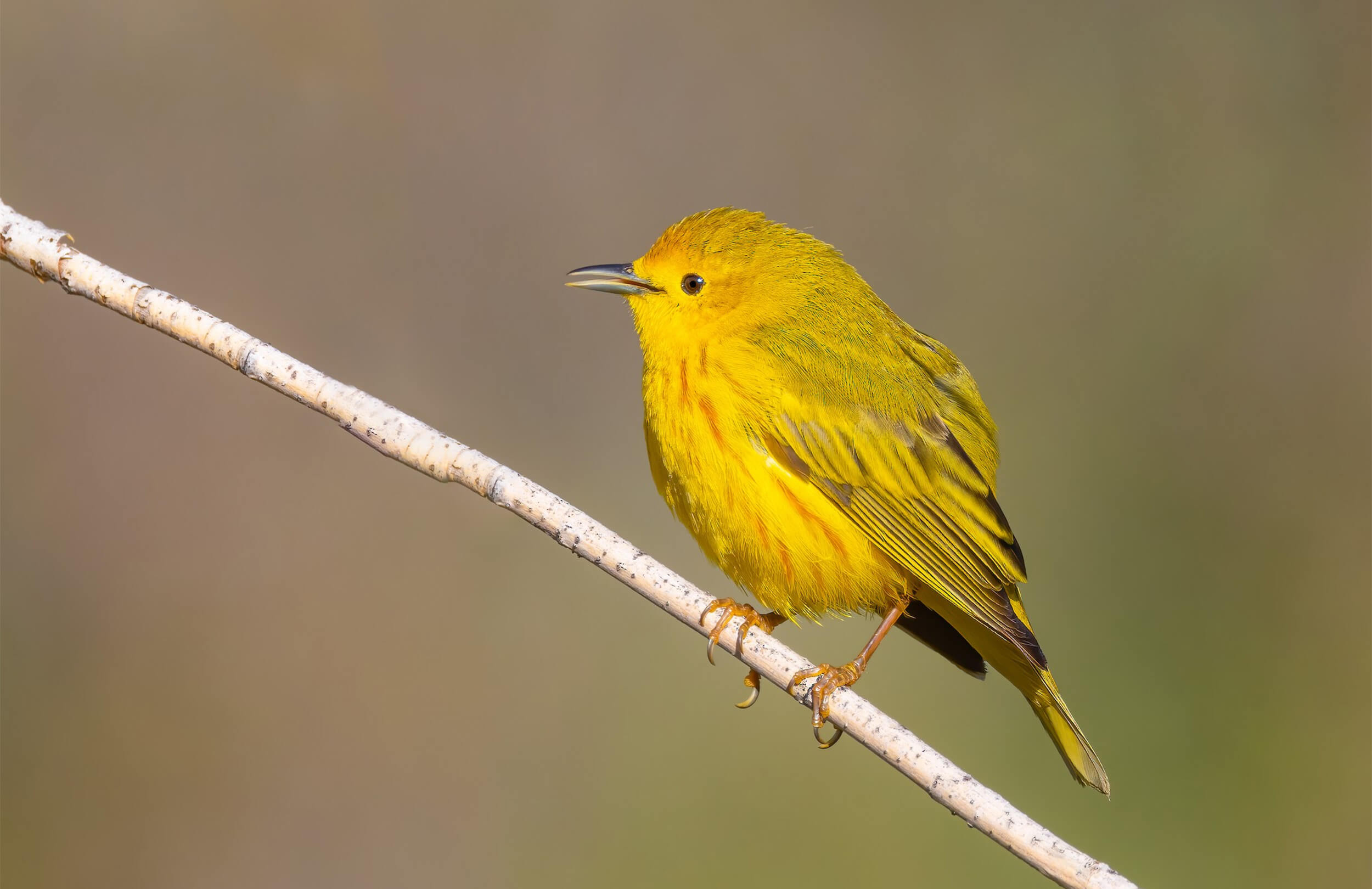 Mountains in May Birding Tour