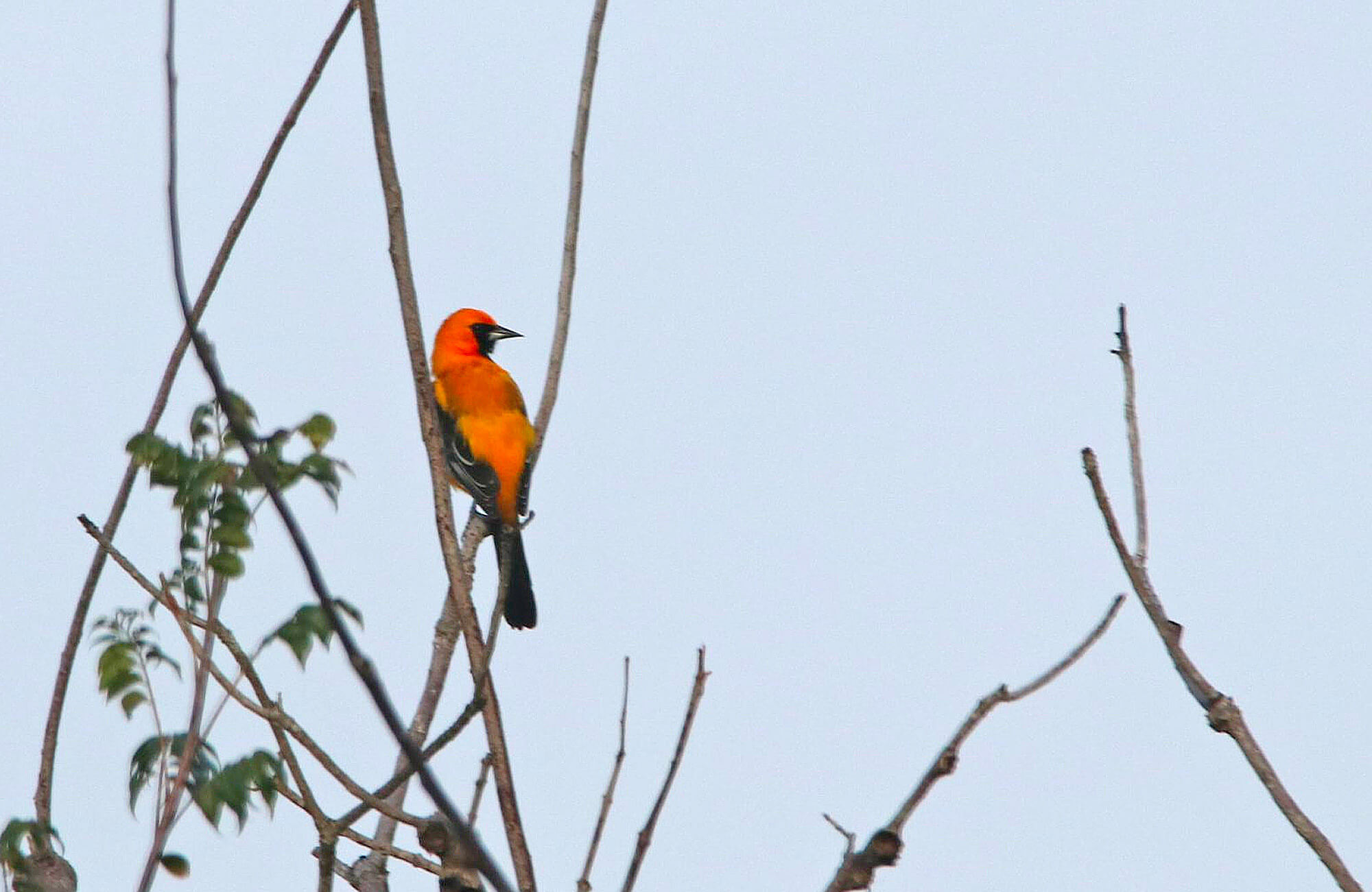 Orange Oriole | Yucatán Birding Tour