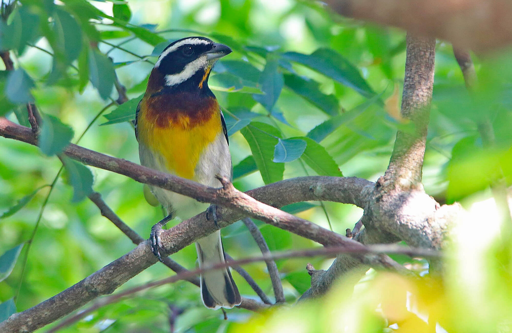 Western Spindalis | Yucatán Birding Tour