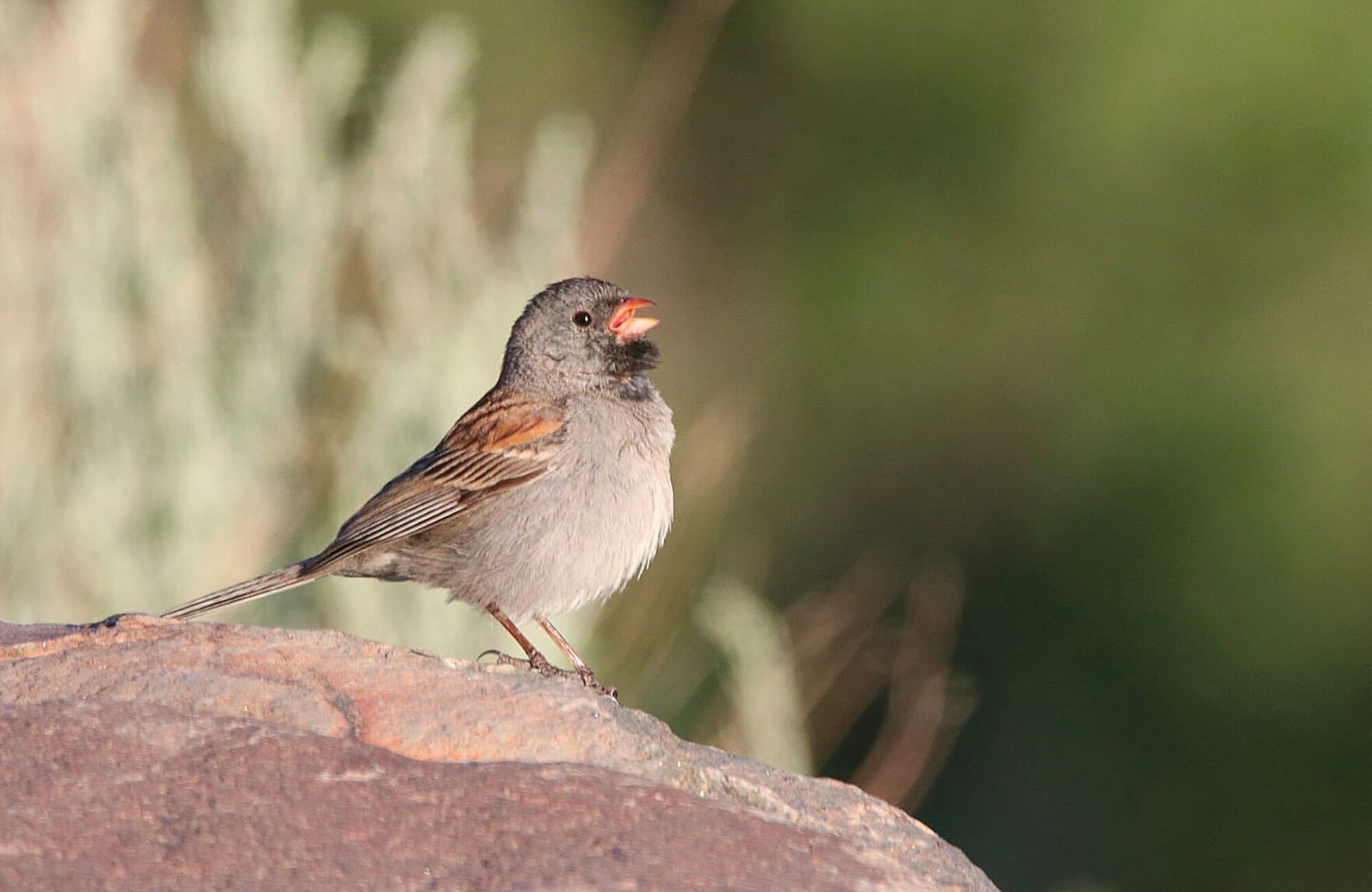 Black-chinned Sparrow | Utah Highlights