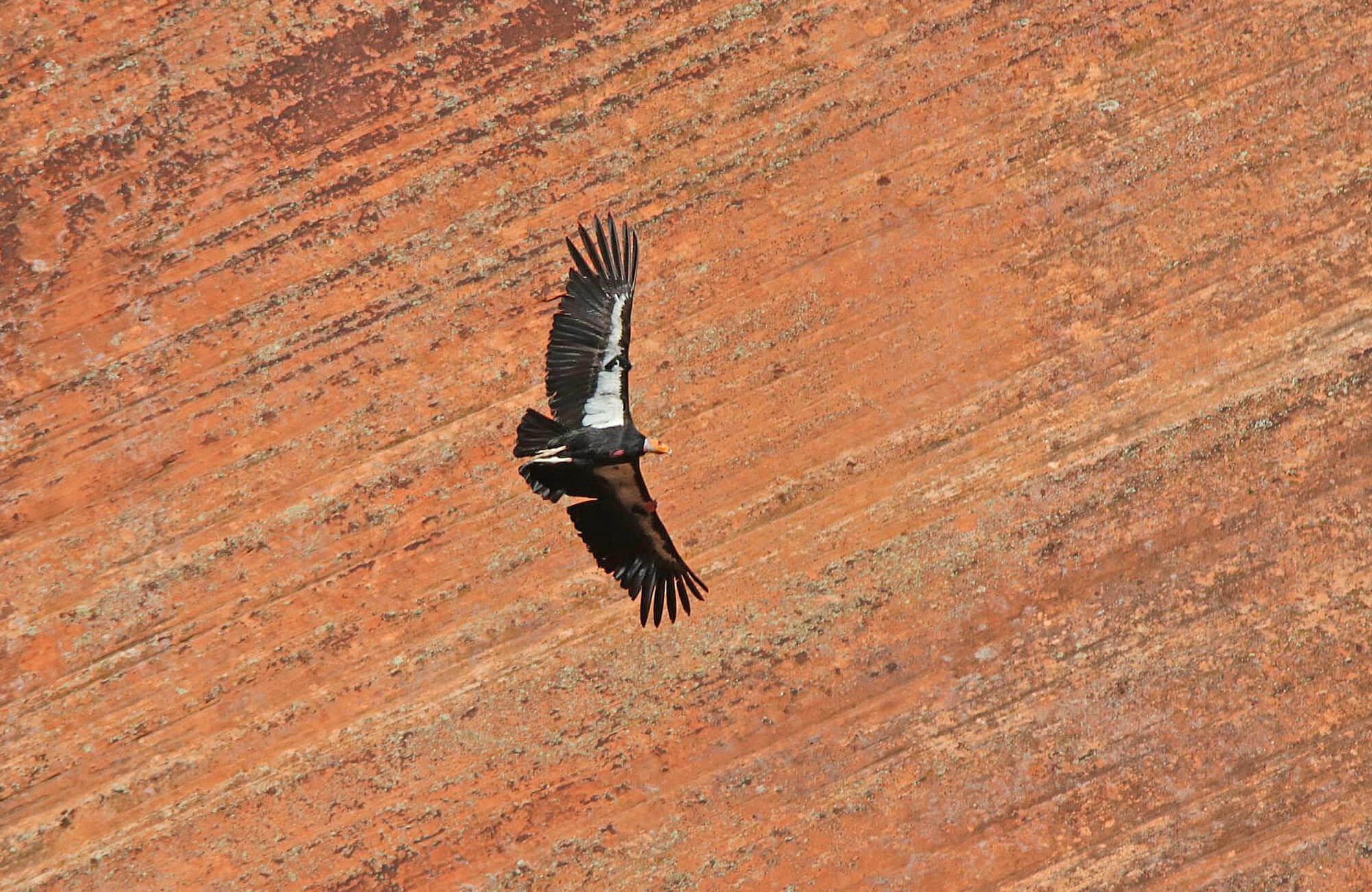 California Condor in Zion National Park