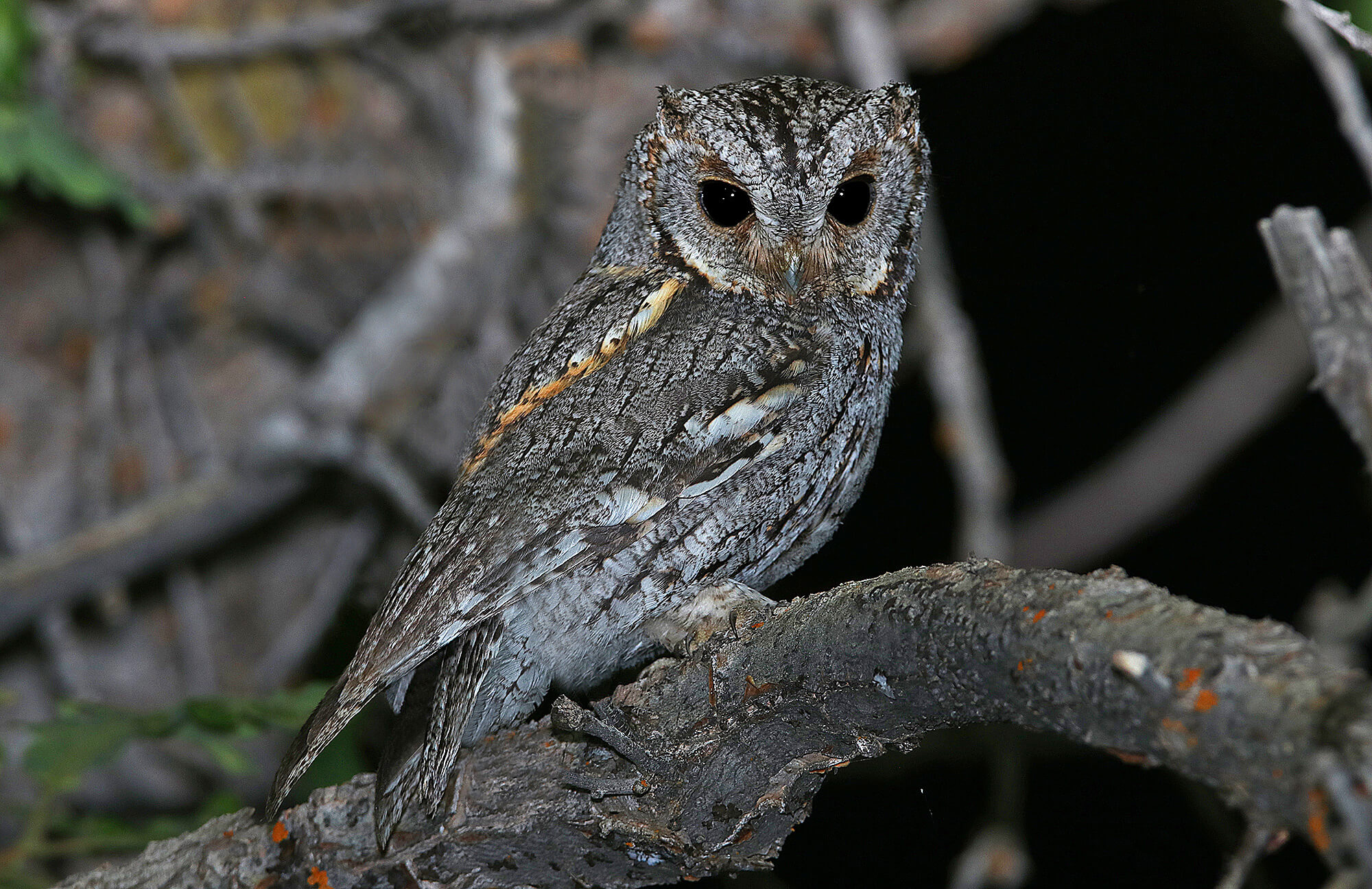 Flammulated Owl | Utah Highlights