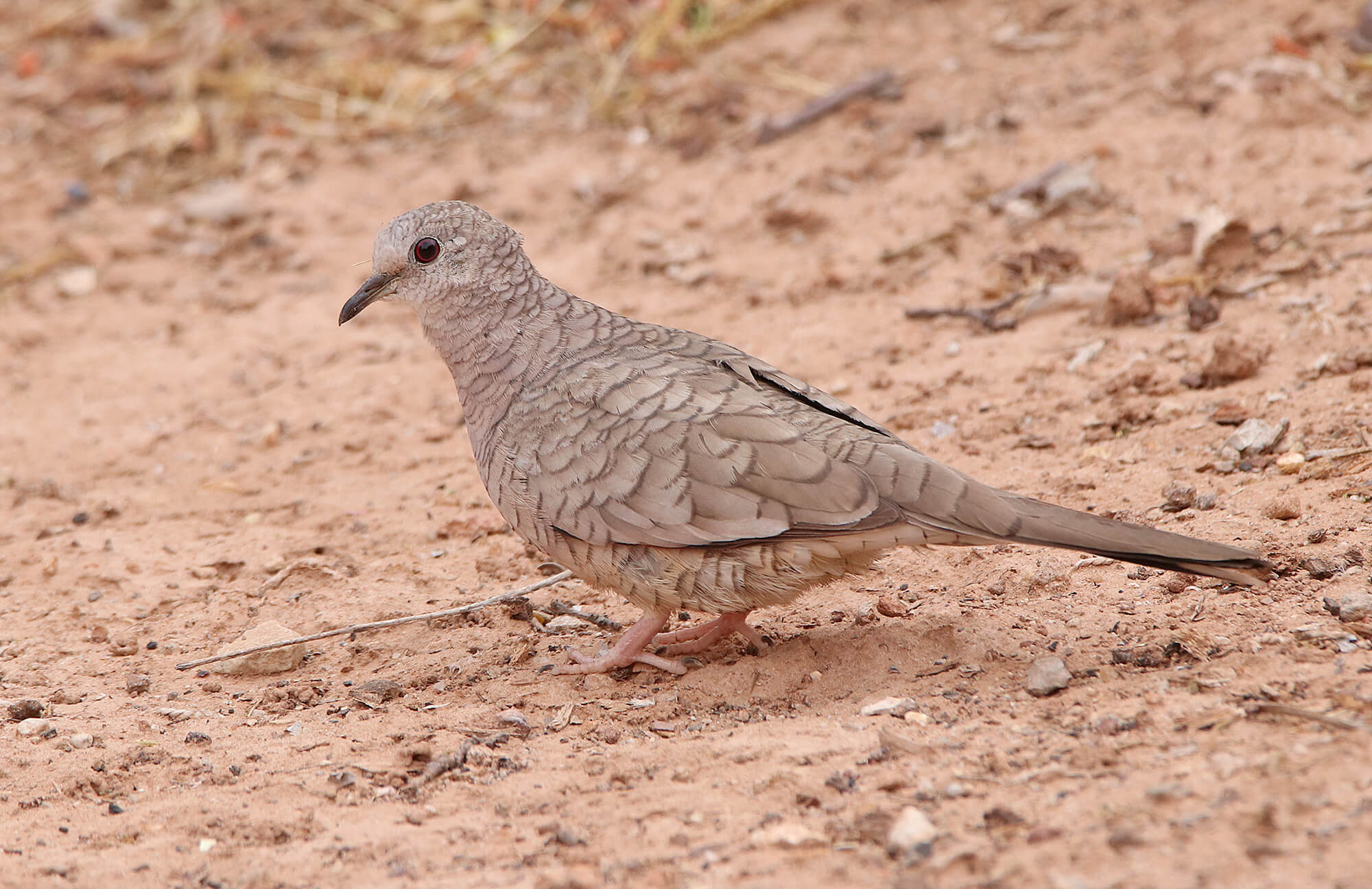 Inca Dove | Utah Highlights