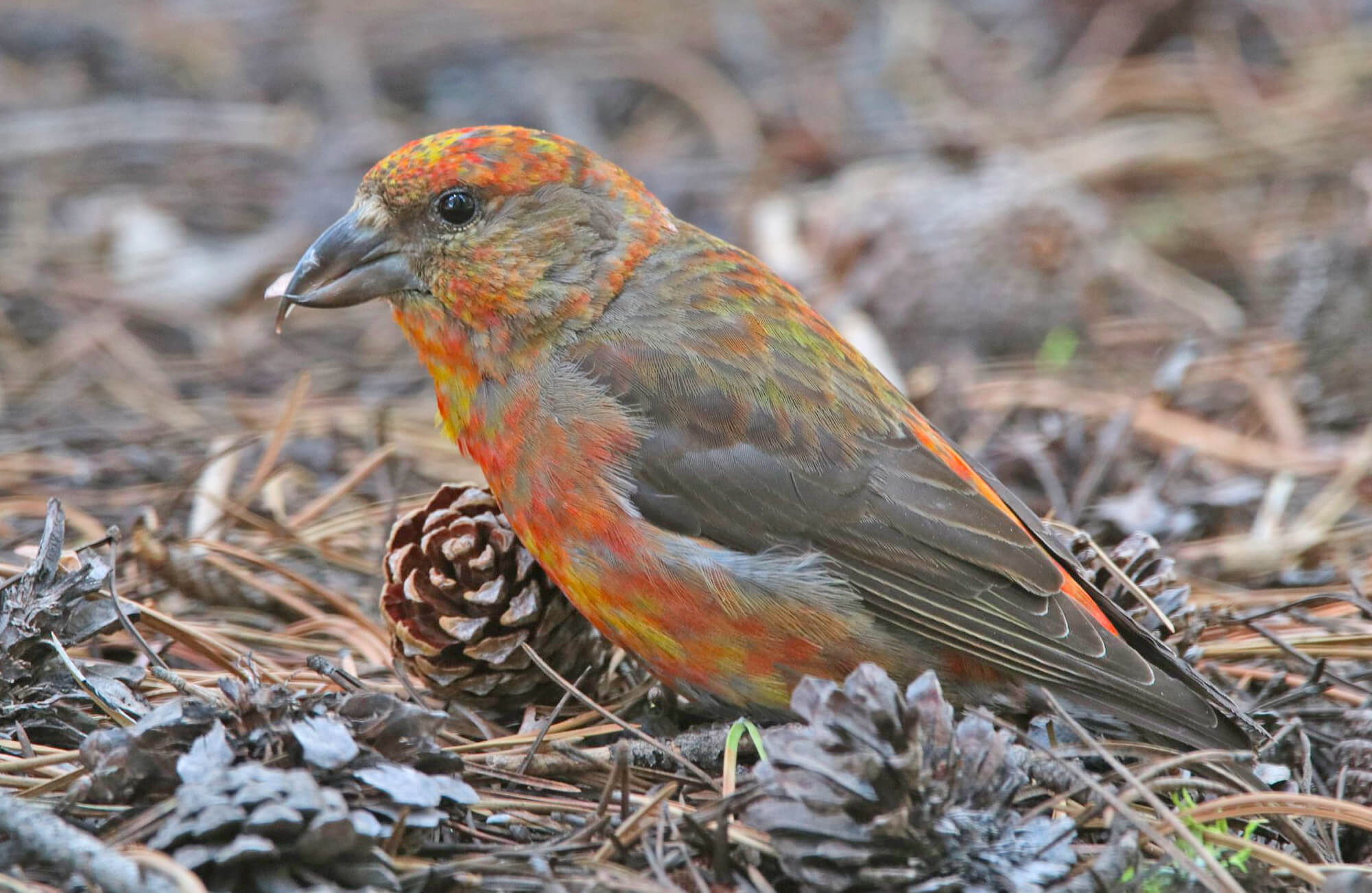 Cassia Crossbill | Mountain West Most Wanted