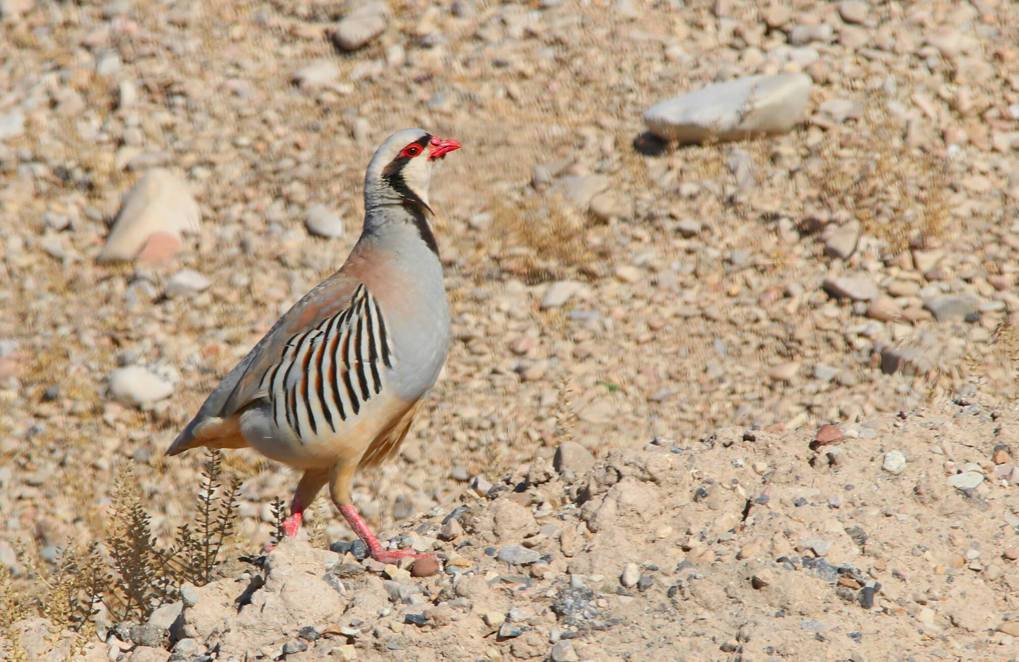Chukar | Mountain West Most Wanted
