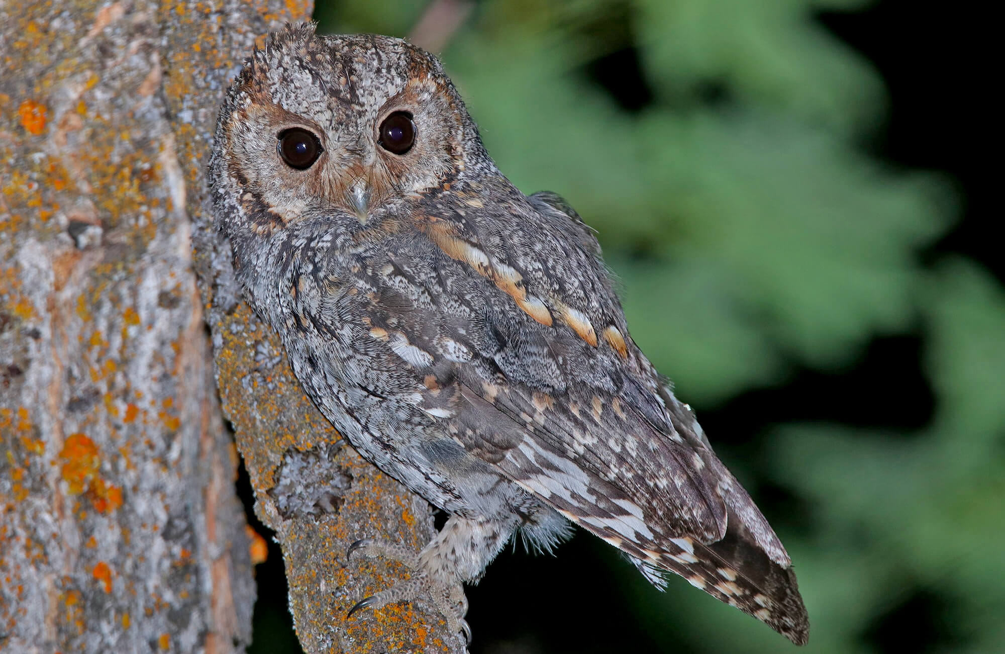 Flammulated Owl | Marathon Birding